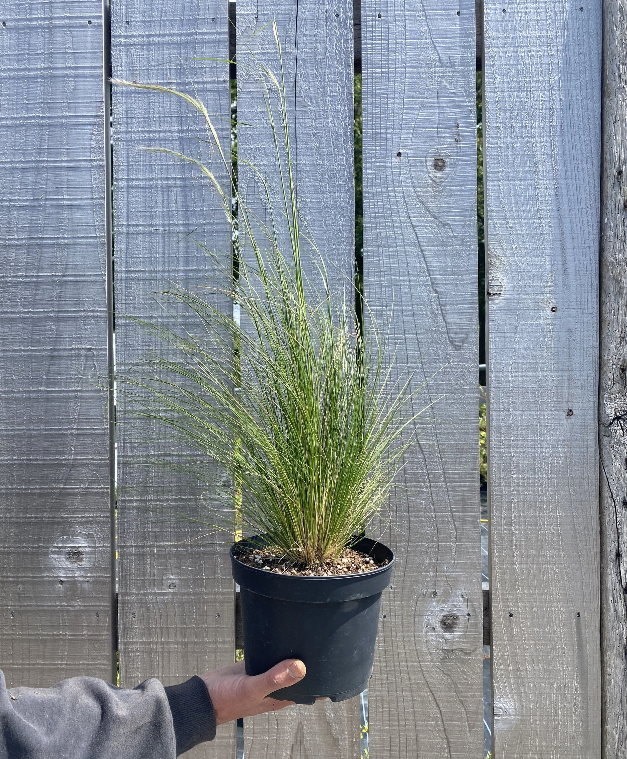 stipa_ichu.JPG