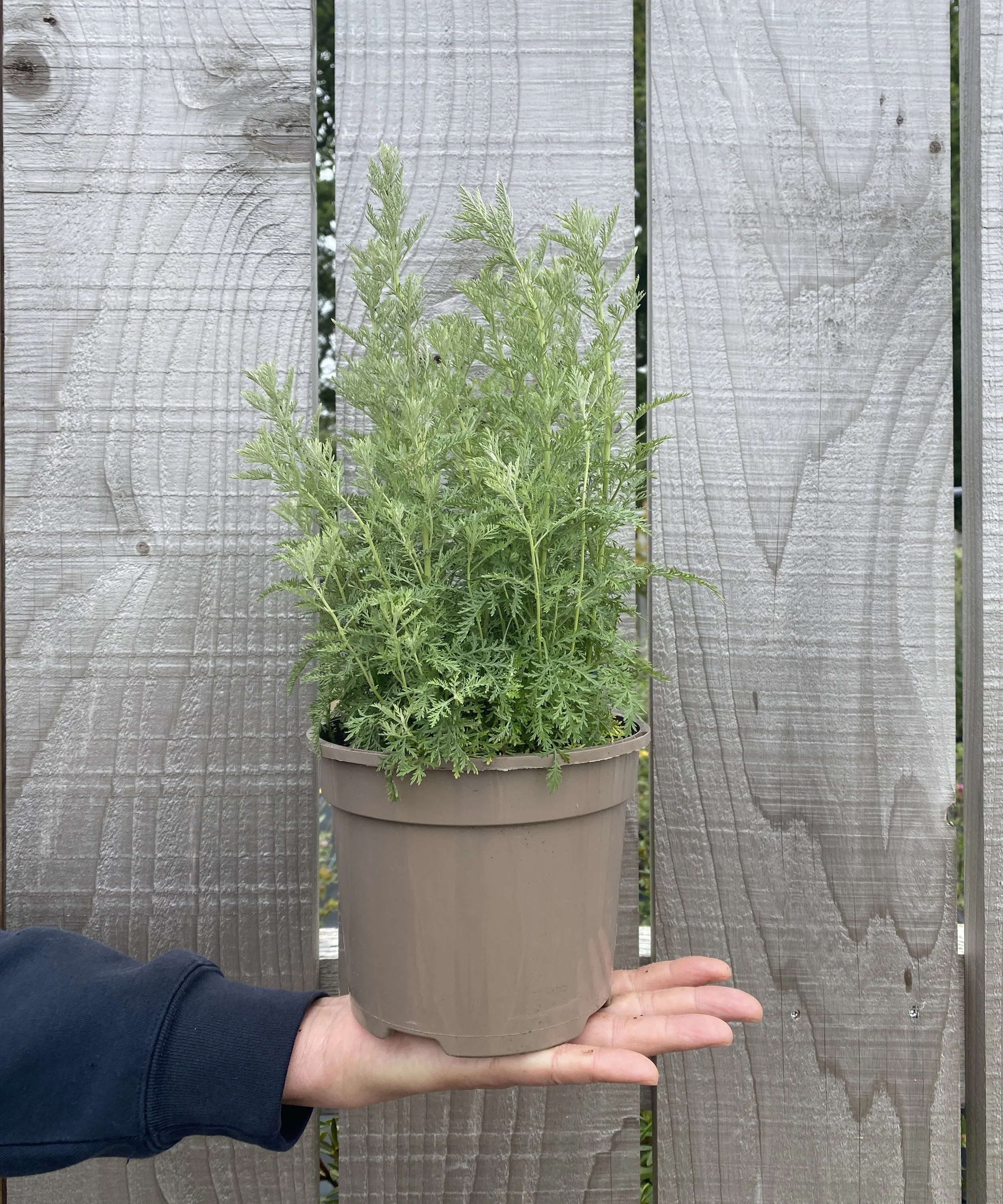 Artemisia Pontica Roman Wormwood