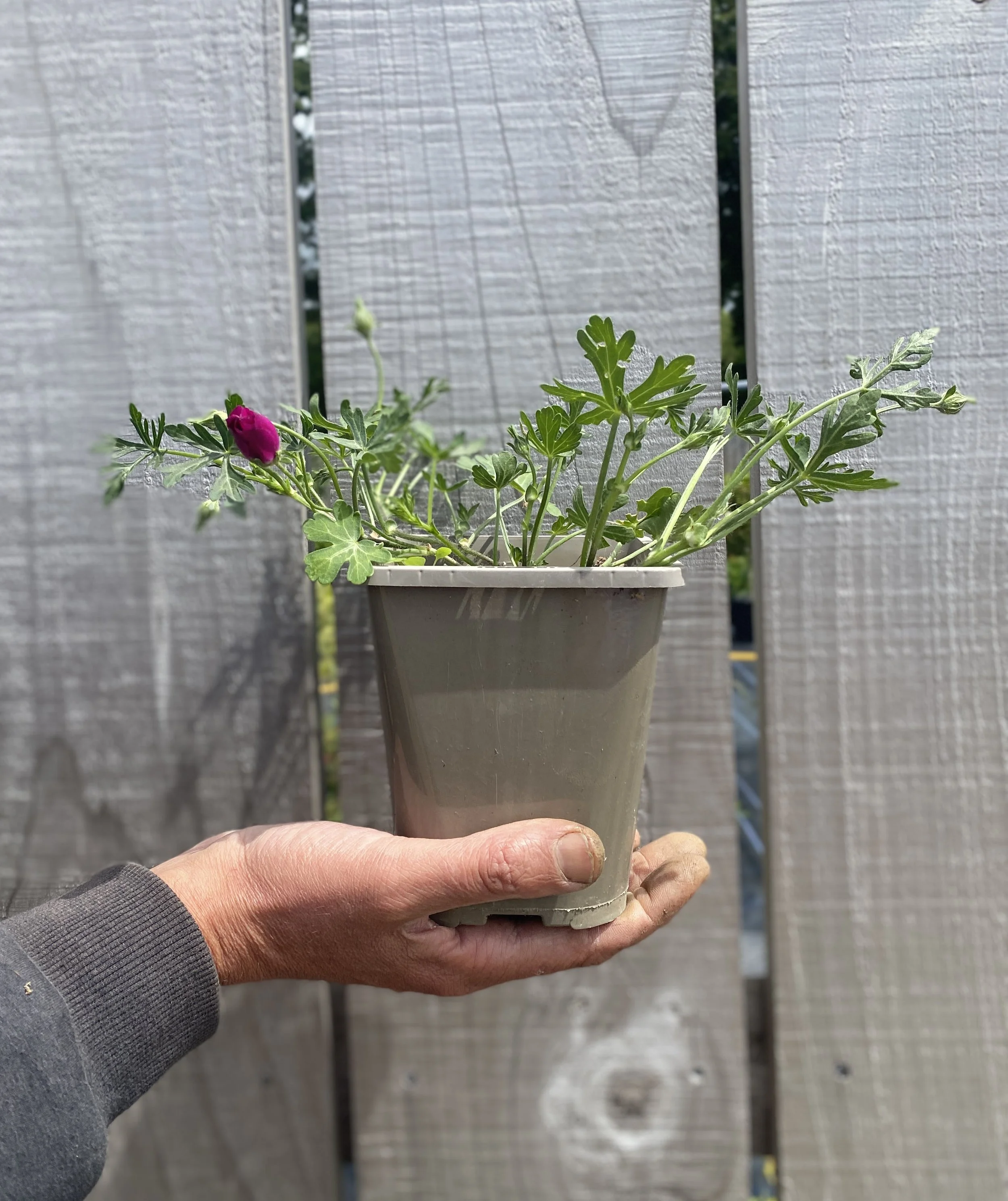 callirhoe.JPG