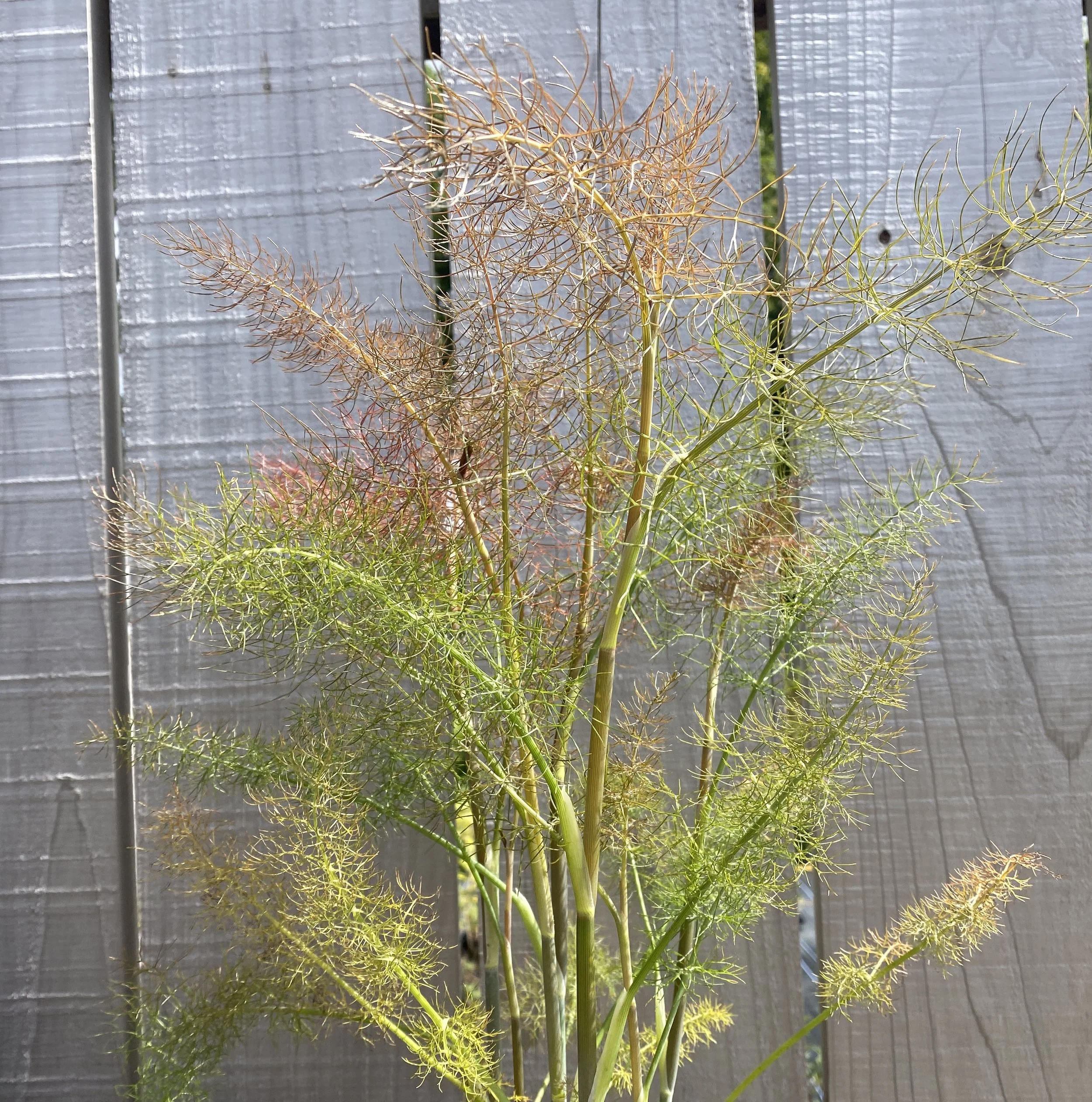 fern2.JPG