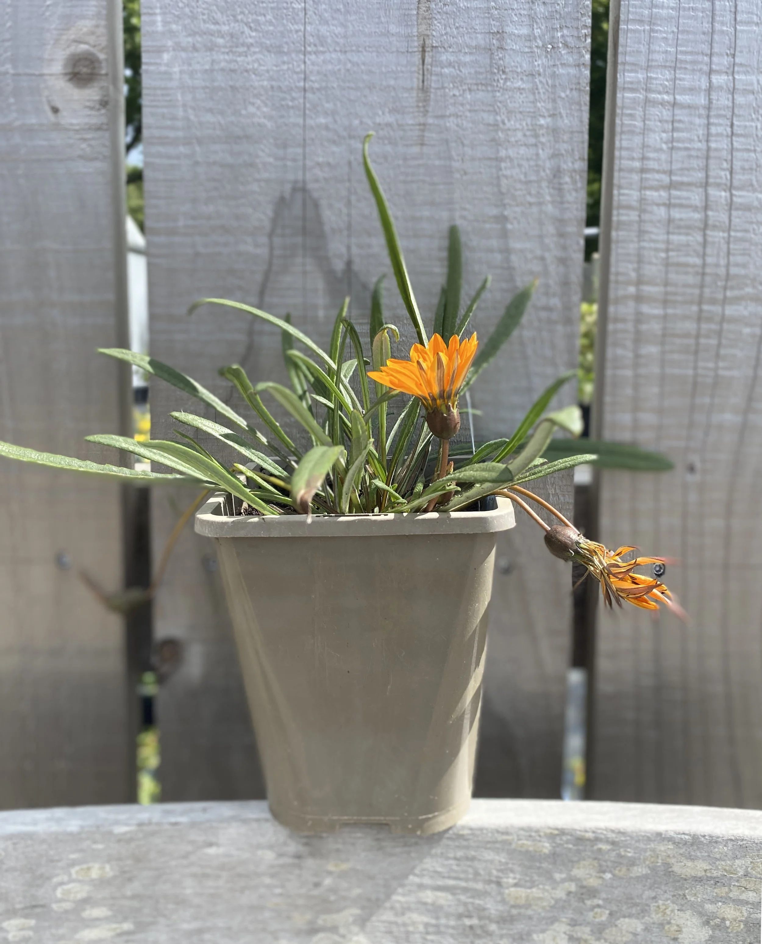 Gazania Krebsiana 'Tanager'