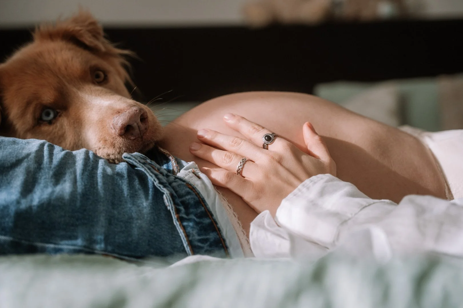 Nahaufnahme eines Hundes mit braunem Fell und blauen Augen, der auf einer Person liegt, die ihre Hand auf den Bauch der Person legt, während diese im Bett liegt.