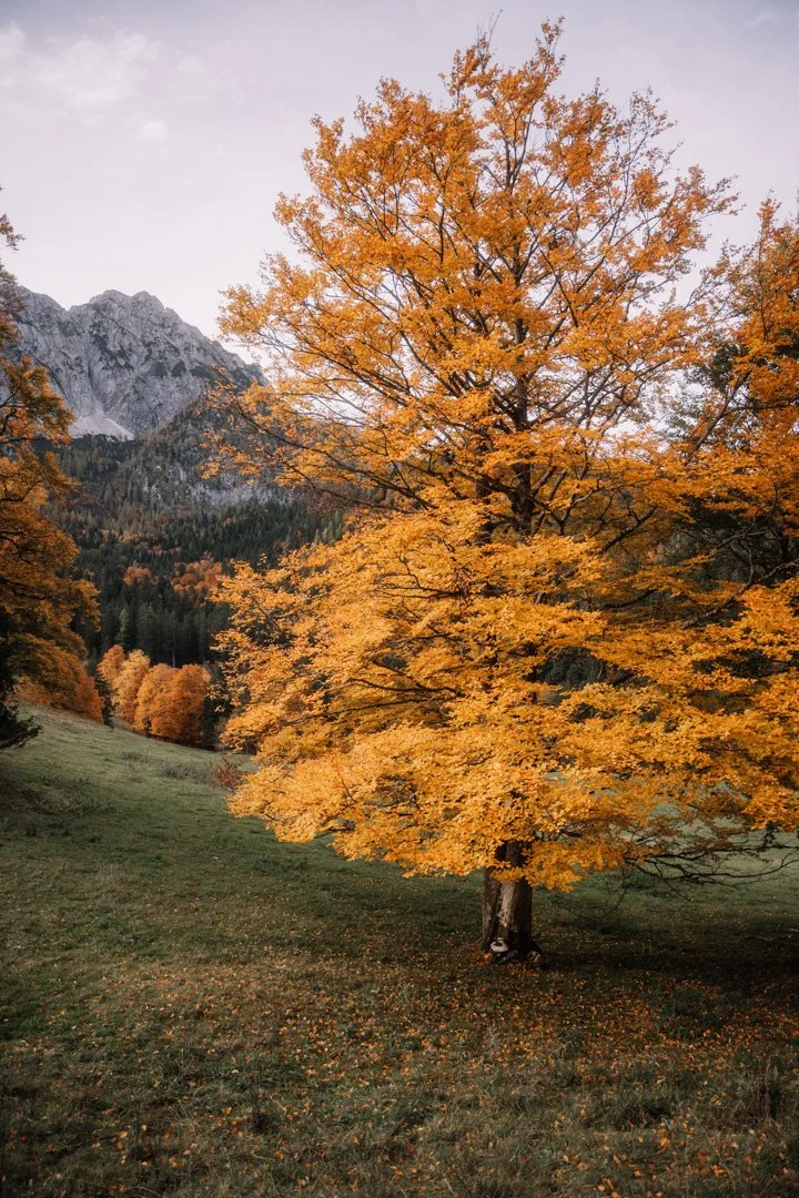 Ein einzelner Baum mit orange-gelben Herbstblättern in einer bergigen Landschaft, im Hintergrund Berge und bewölkter Himmel.