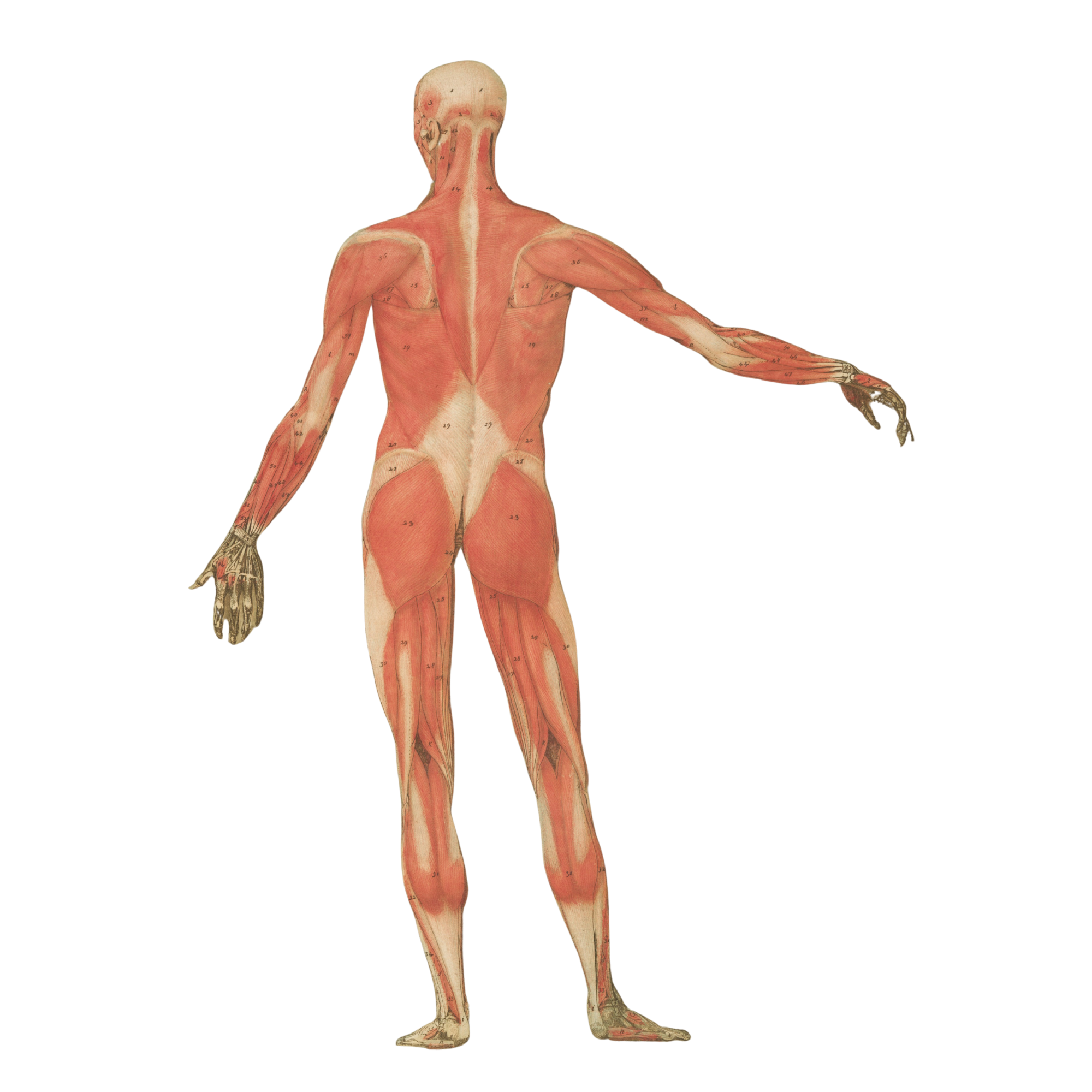 FeliciaCBodyWorks Massage Therapist Anatomy Drawing