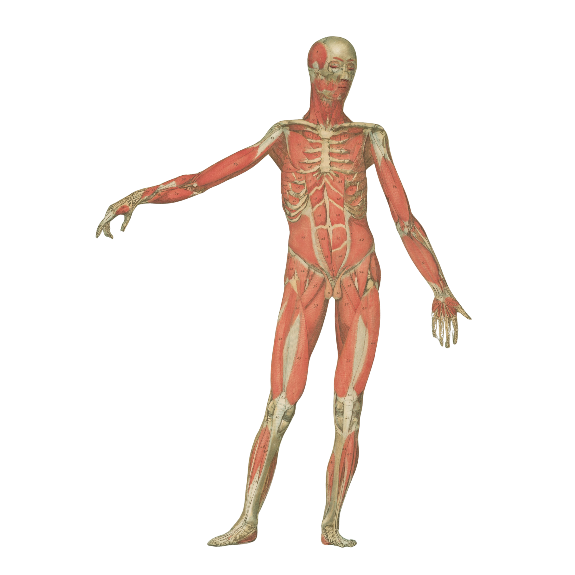 FeliciaCBodyWorks Massage Therapist Anatomy Drawing