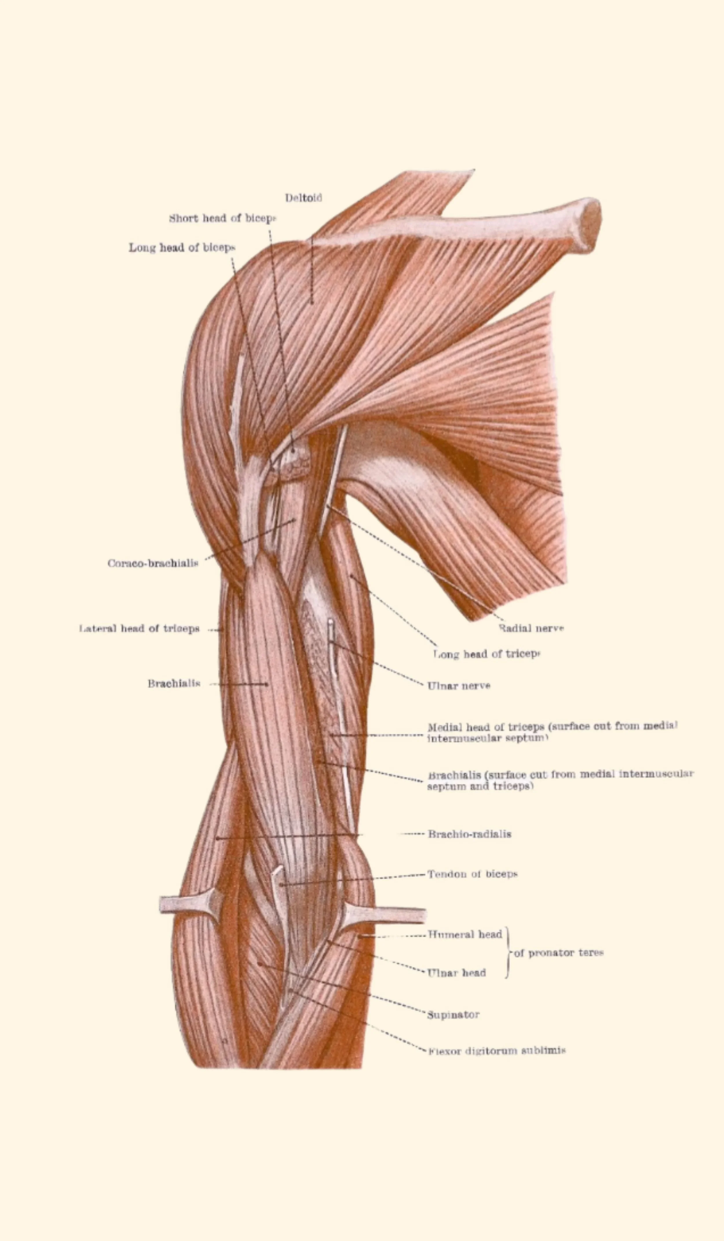 FeliciaCBodyWorks Massage Therapist Anatomy Drawing