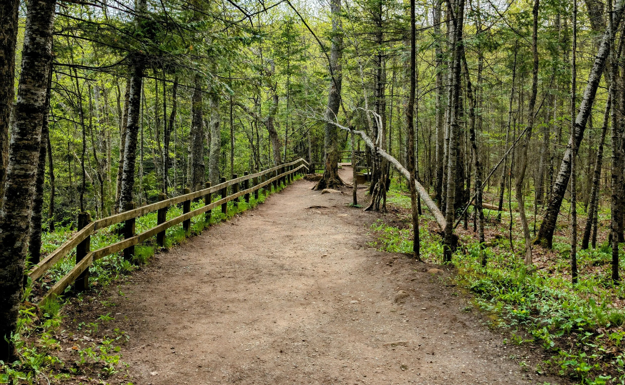 A dirt trail in a lush green forest with tall trees and a wooden fence alongside the path.