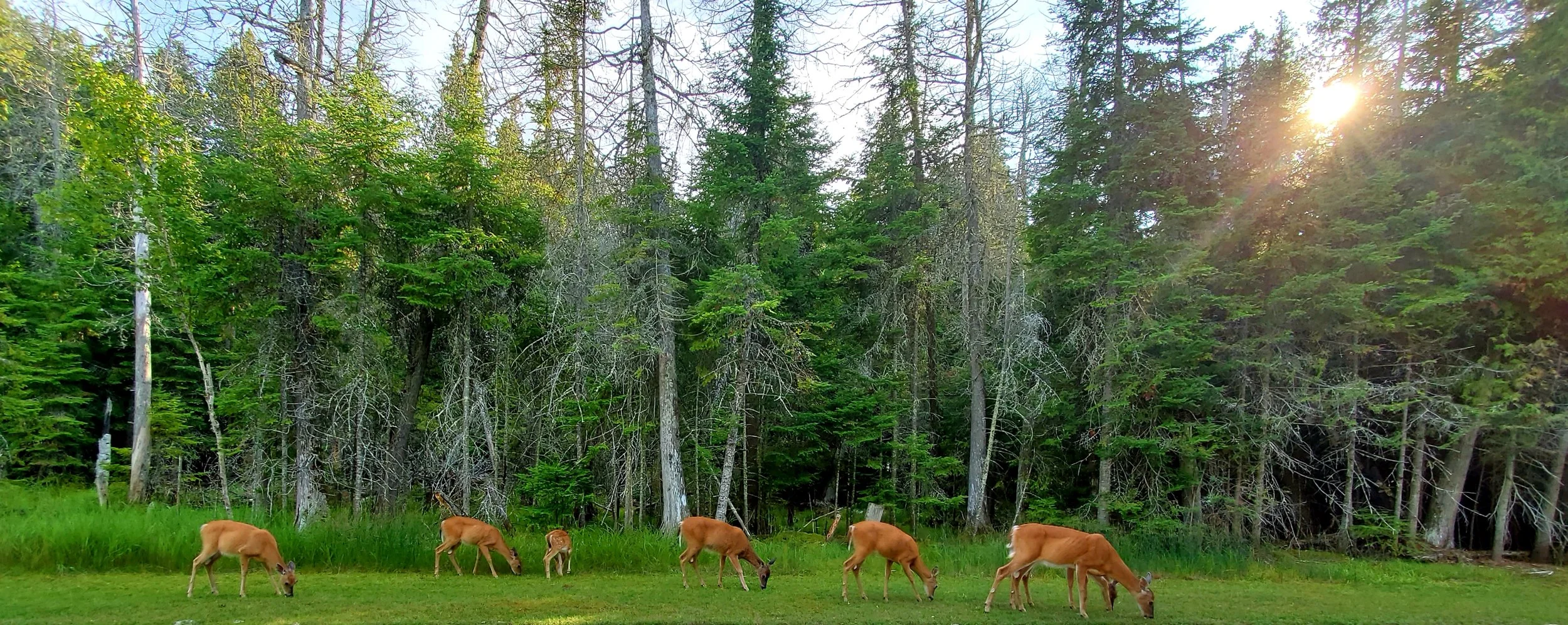 Deer grazing on grass near a forest with tall pine trees and sunlight shining through the trees.