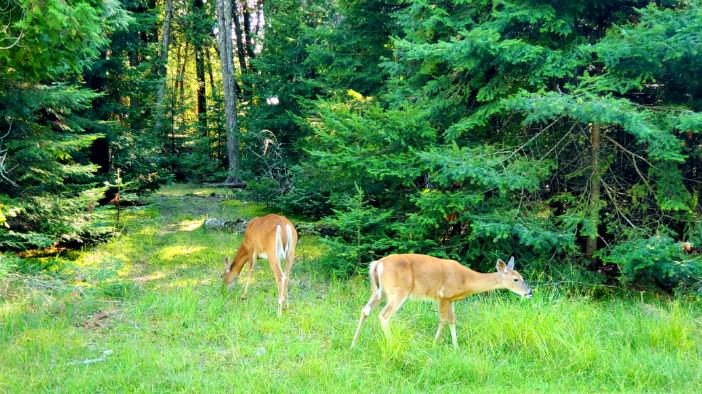 Two deer grazing on green grass in a forested area with tall trees and dense foliage.
