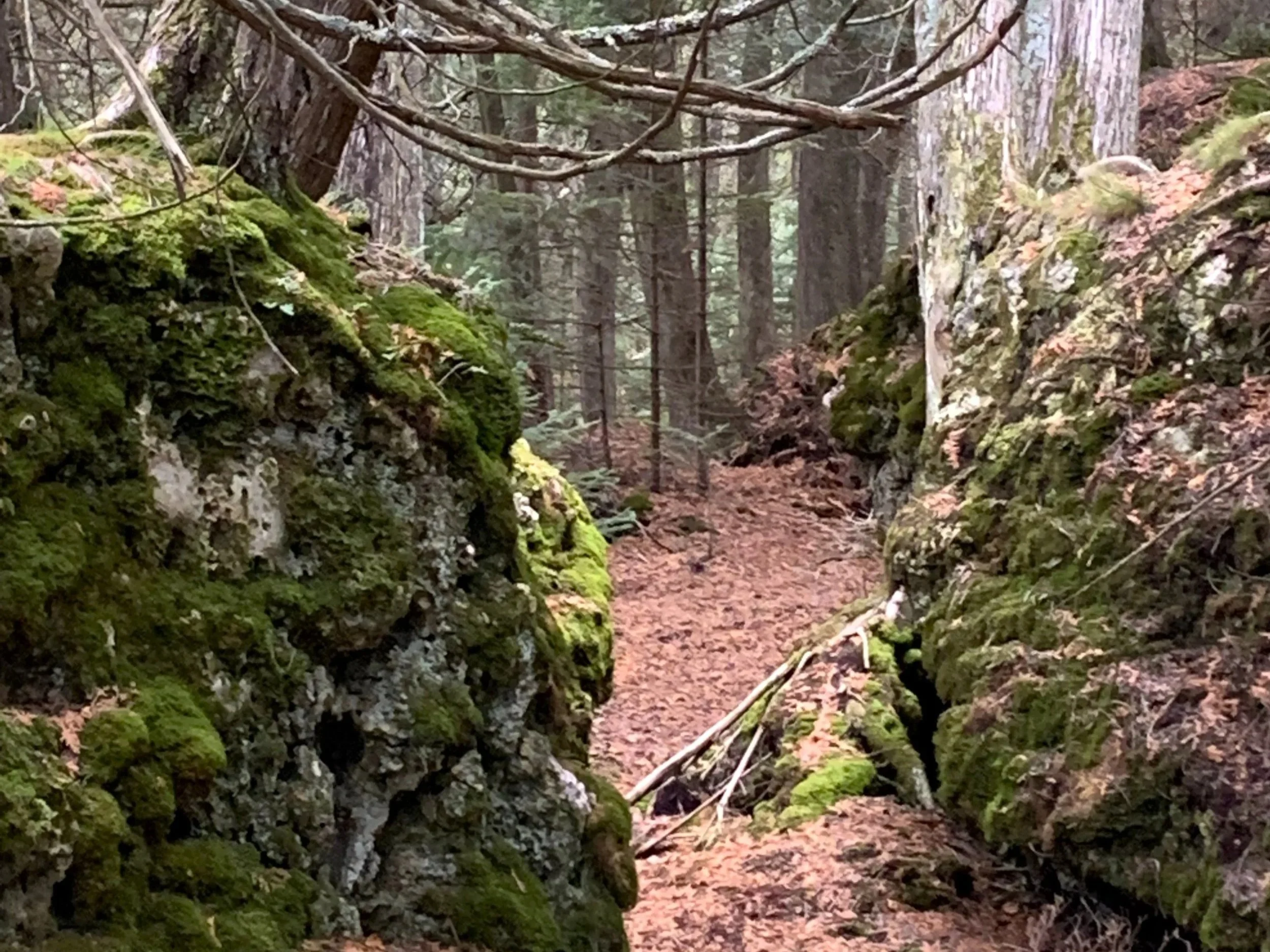 A forest trail surrounded by moss-covered rocks and trees, with fallen branches and leaf litter on the ground.