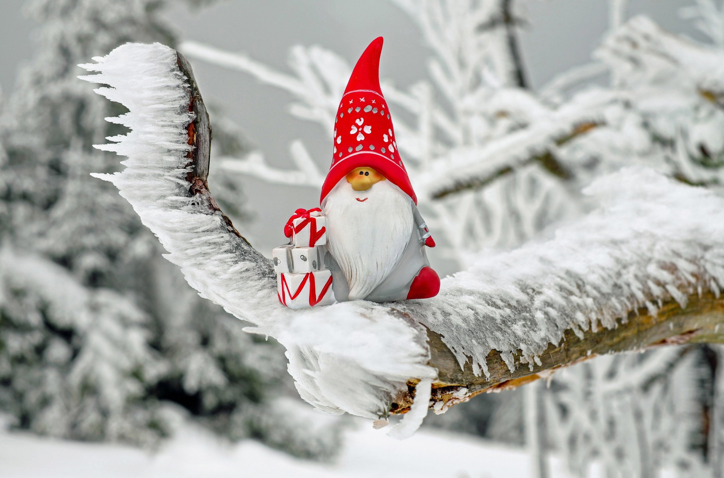 A garden gnome with a red hat and white beard sitting on a snow-covered tree branch in a winter scene.