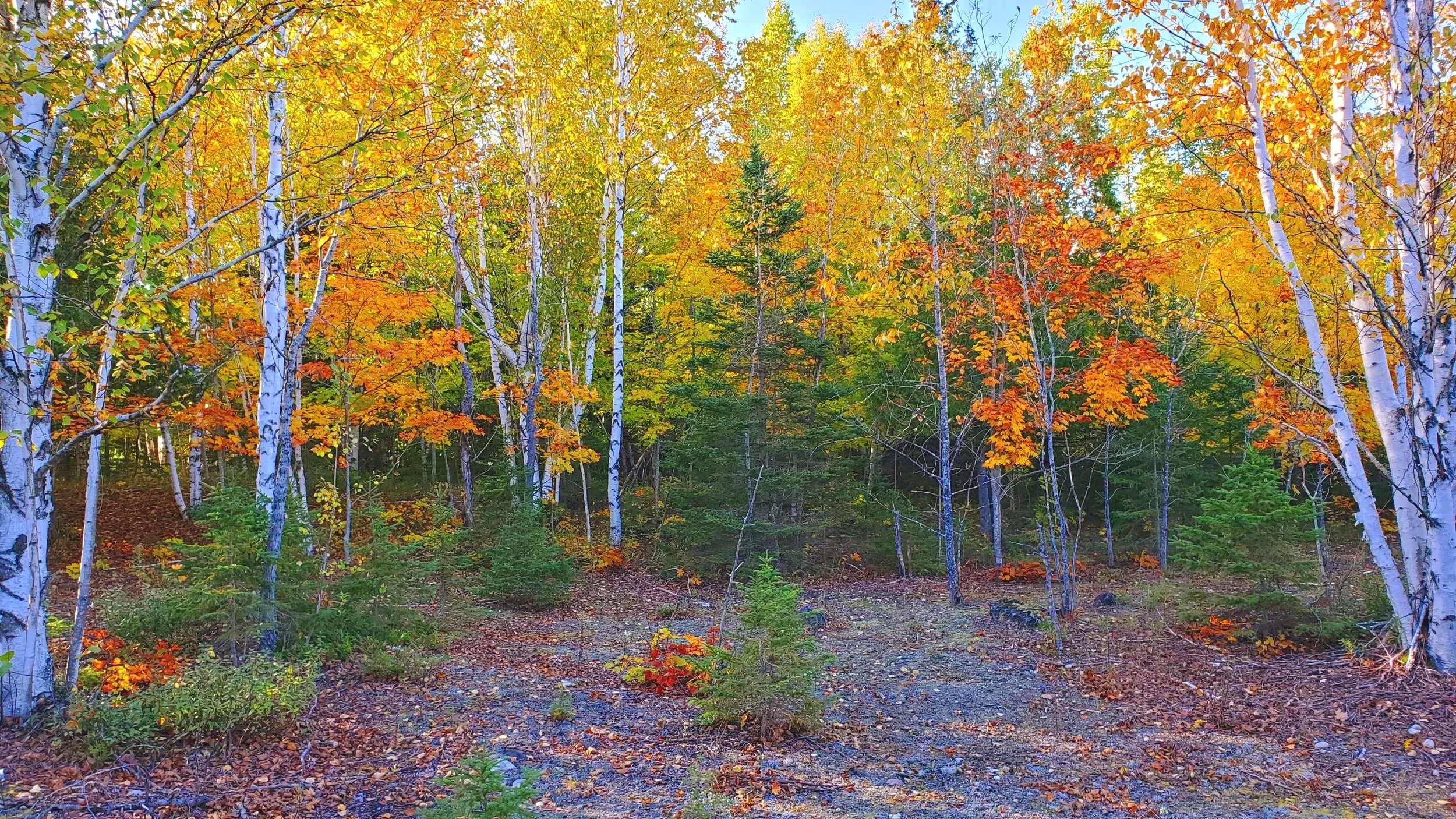 A forest scene in autumn with trees displaying yellow, orange, and green leaves, a gravel path at the foreground, and a clear blue sky overhead.