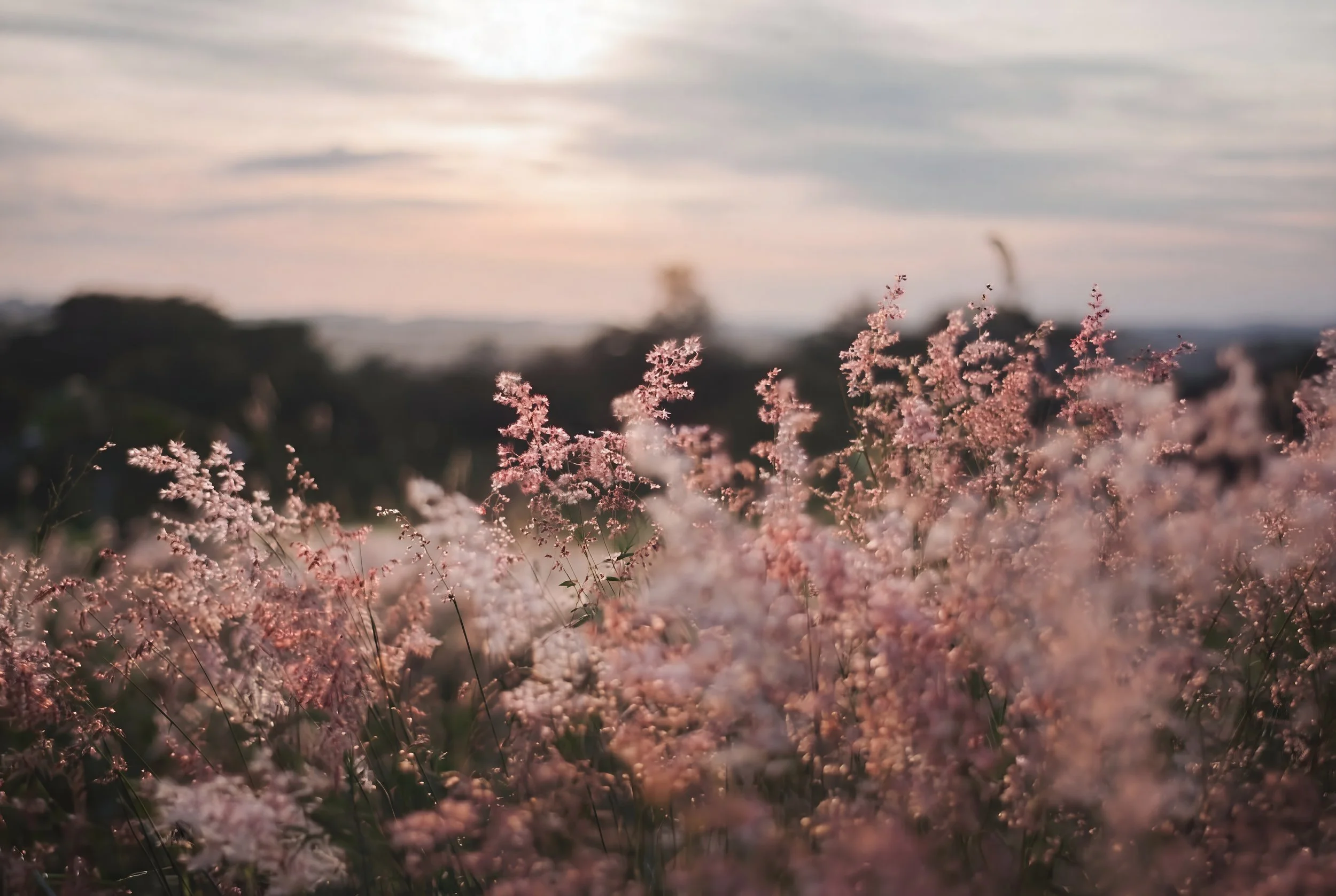 Pink flowers in a field with a cloudy sky and sunlight in the background.
