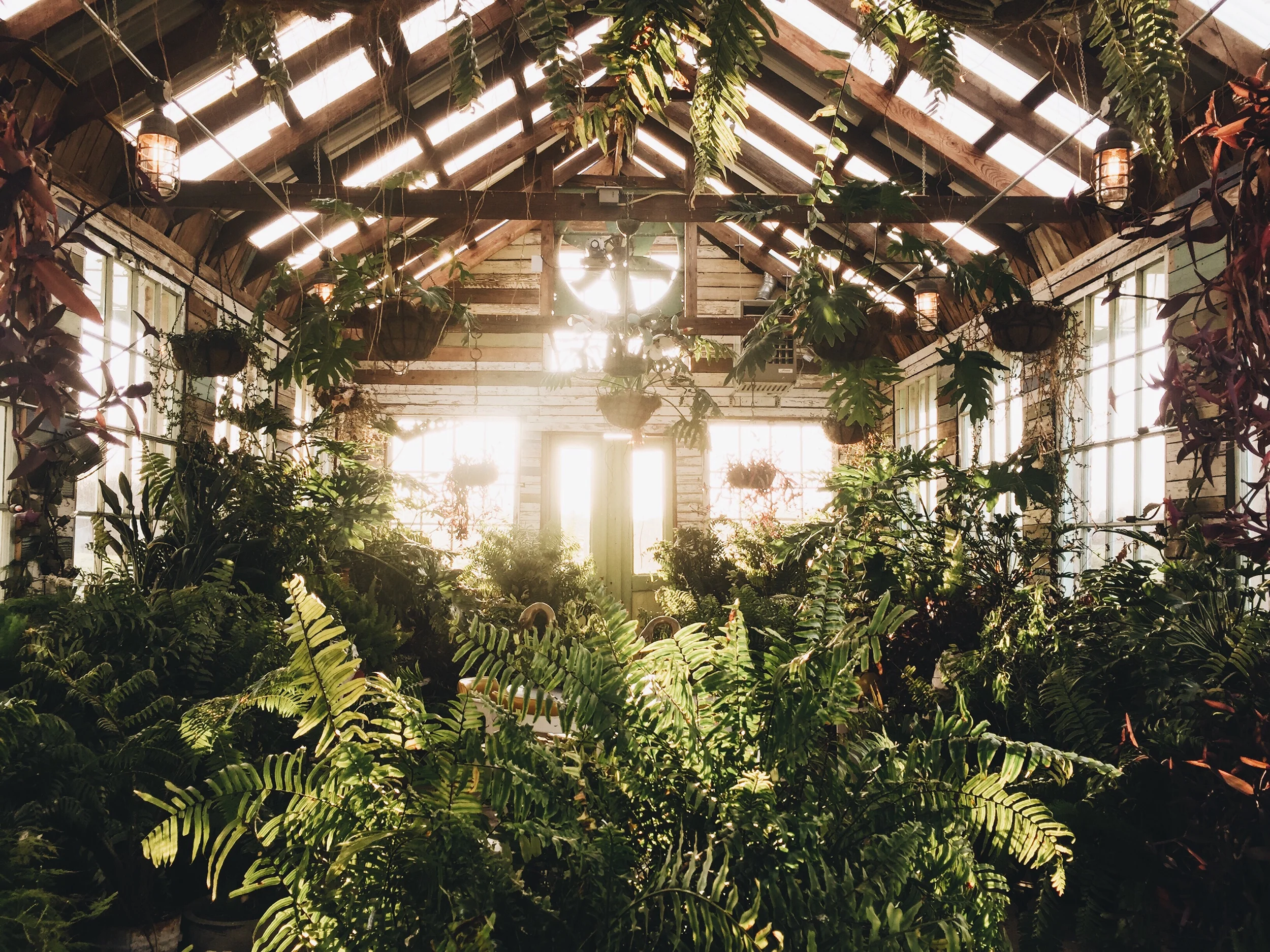 Interior of a greenhouse filled with lush green plants and hanging planters, with sunlight streaming through windows and a skylight.