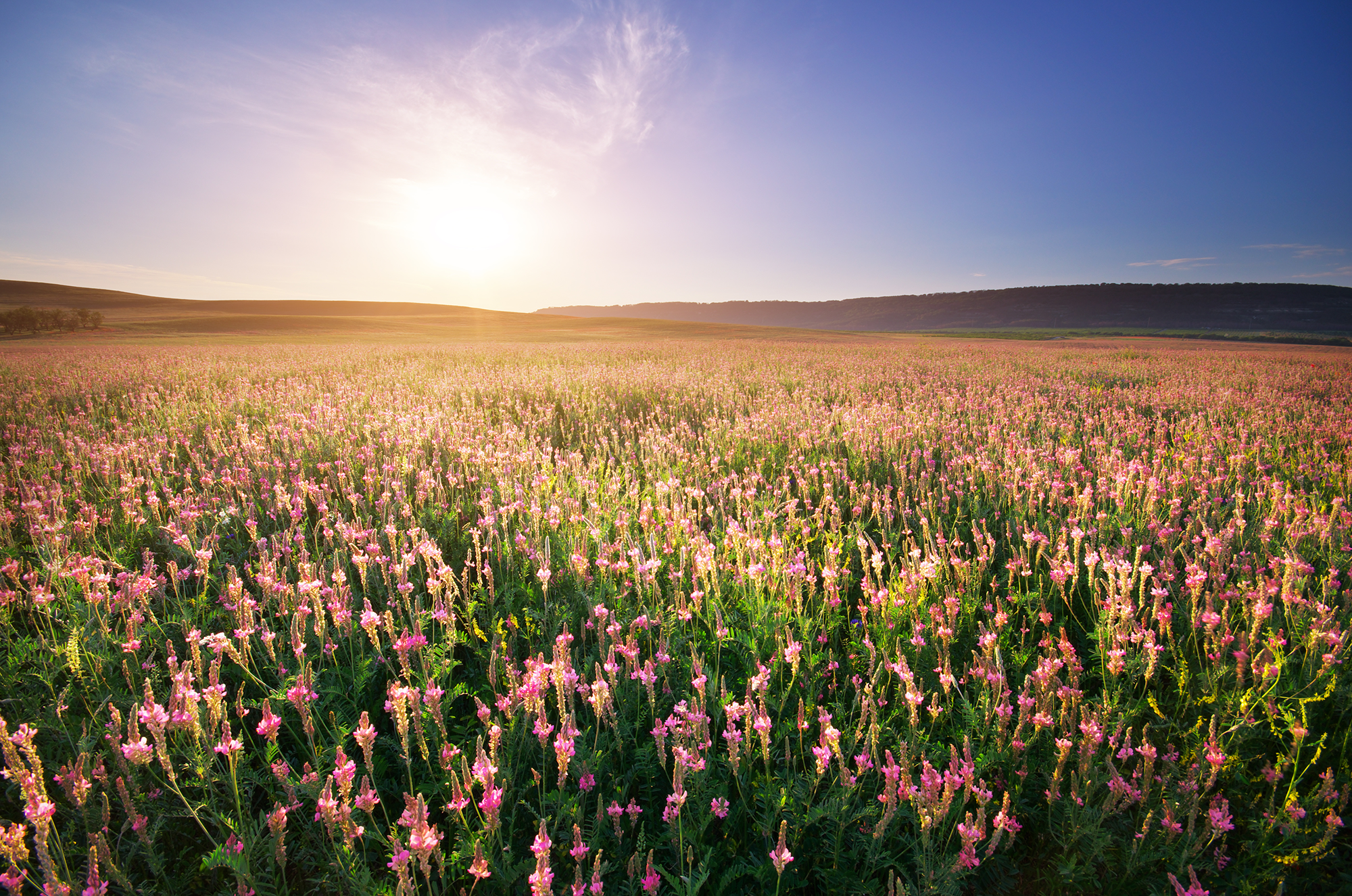 Sunrise over a vast field of pink flowers with a distant tree line and hills under a clear sky.