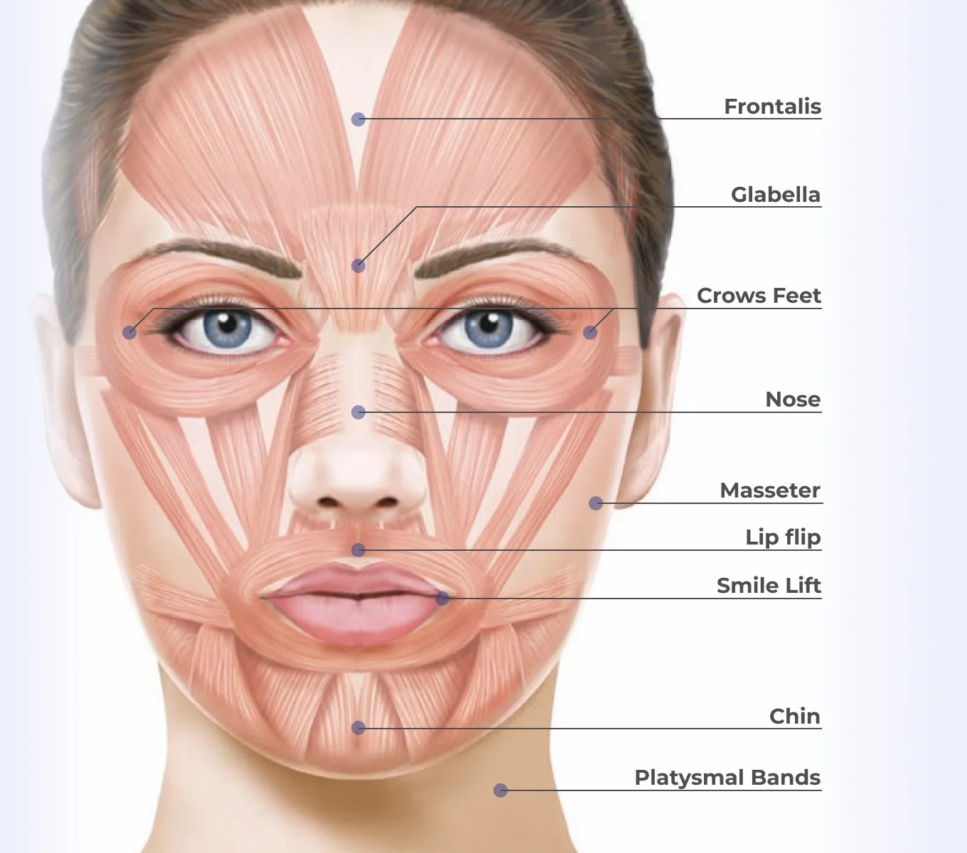 Diagram of facial muscles with labels indicating parts such as frontal, glabella, crow's feet, nose, masseter, lip flip, smile lift, chin, and platysmal bands.