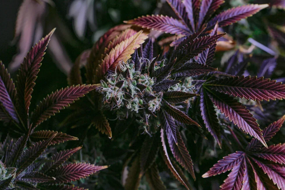 Cannabinoid Hyperemesis Syndrome