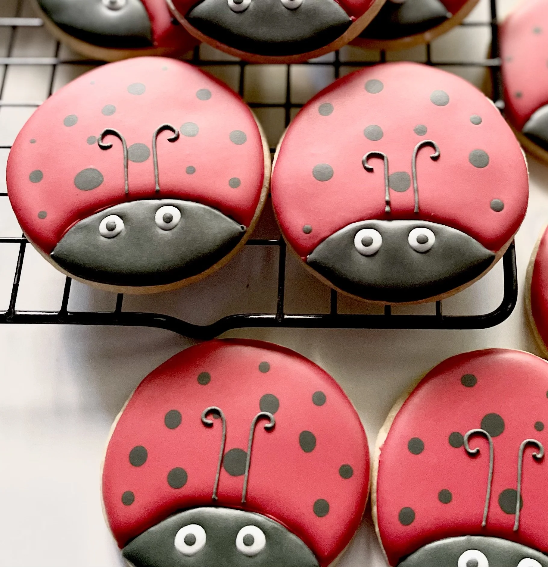 Lady bugs