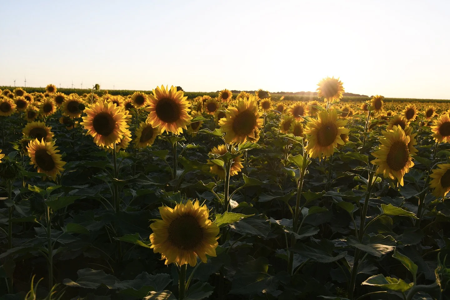 chevresdusardonnet-tournesols.jpeg