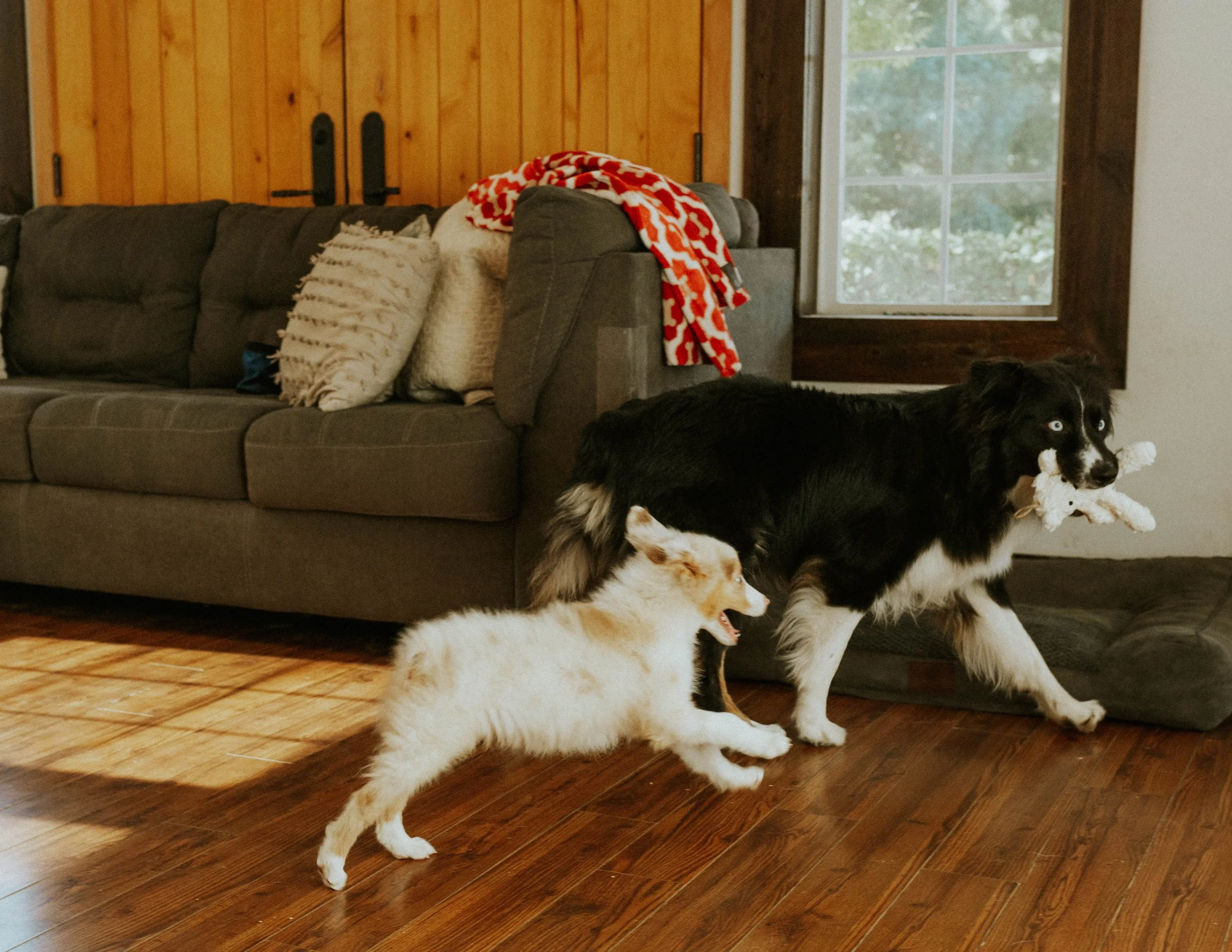 A black and white dog carrying a toy in its mouth and a small white and tan puppy running behind it inside a living room with wooden flooring, a gray sofa, patterned pillows, and a window.