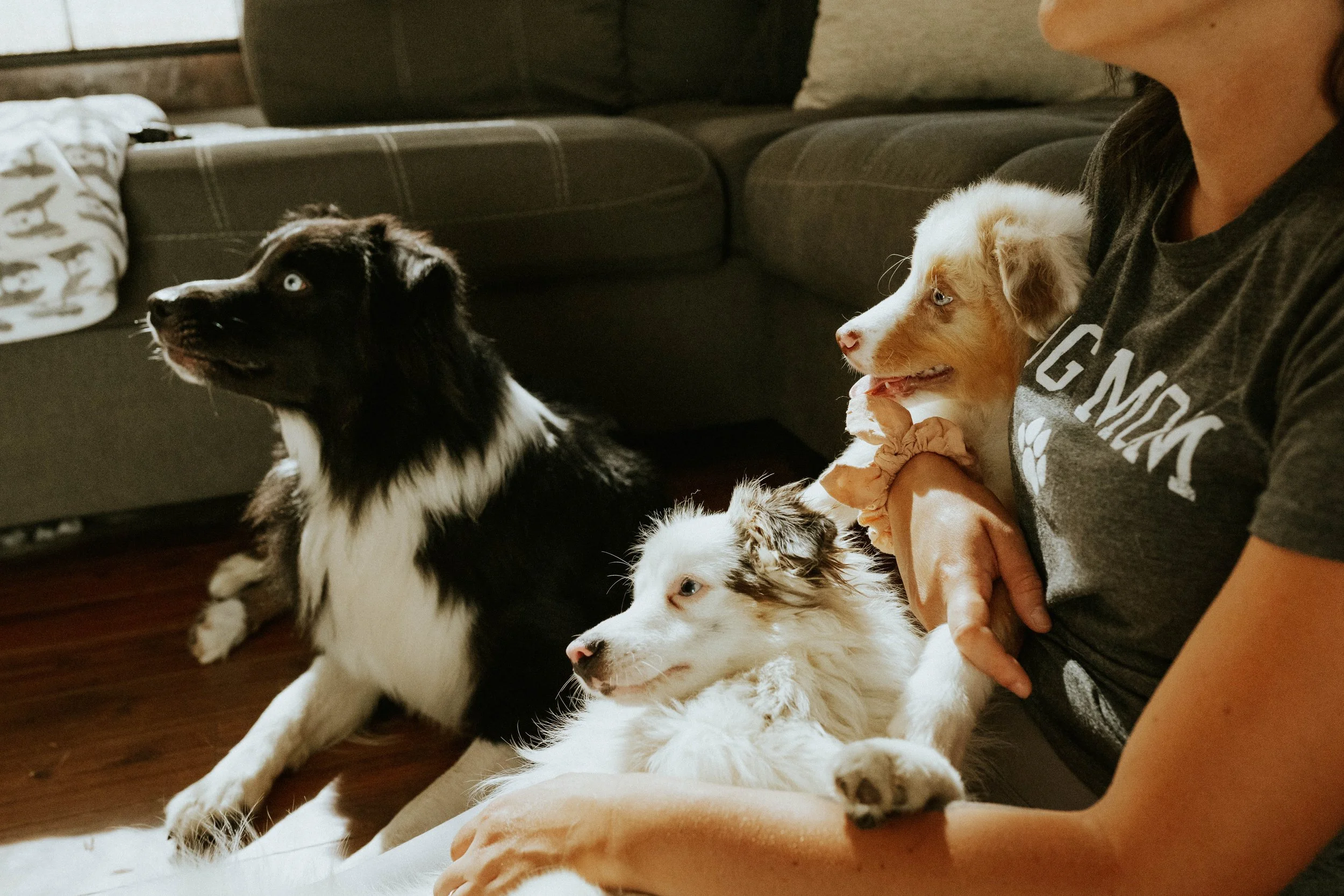 Four dogs sit on a person's lap in a living room with a brown couch in the background.