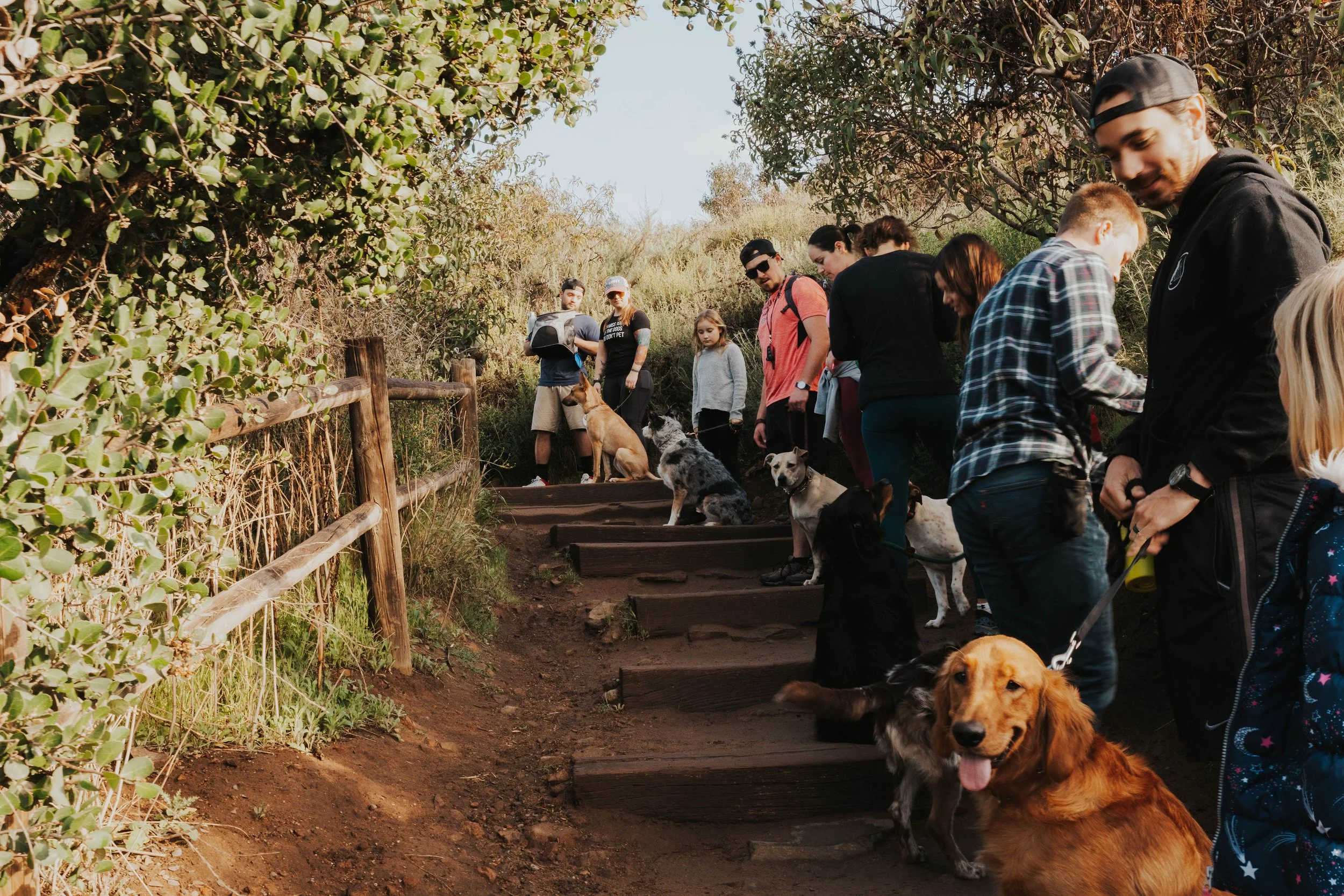 Group of people and dogs on a trail in a natural outdoor setting with trees and bushes.