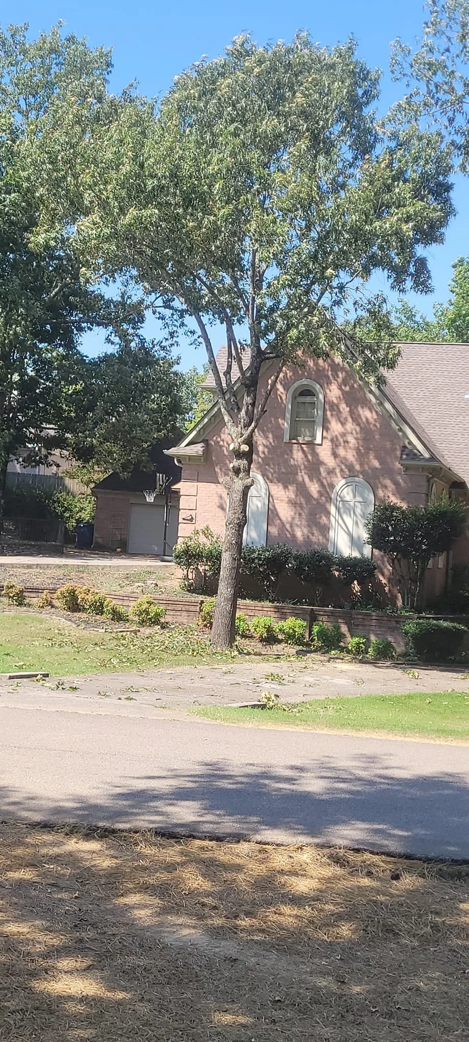 Tree trimming project completed in Olive Branch MS.