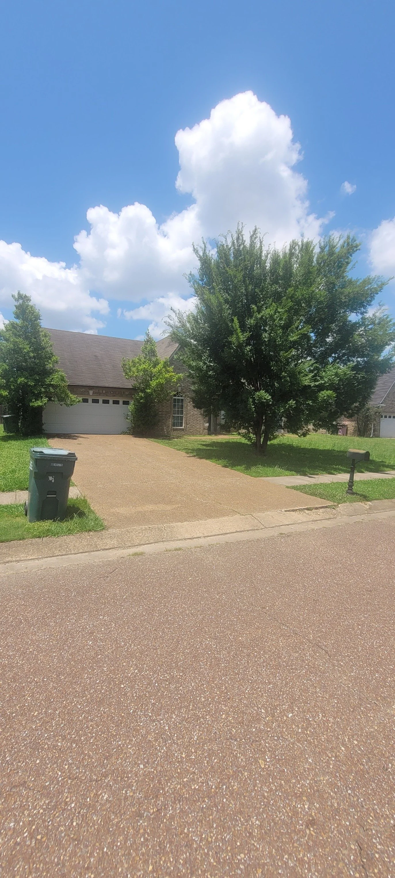 Overgrown tree before pruning by tree service in Olive Branch Mississippi