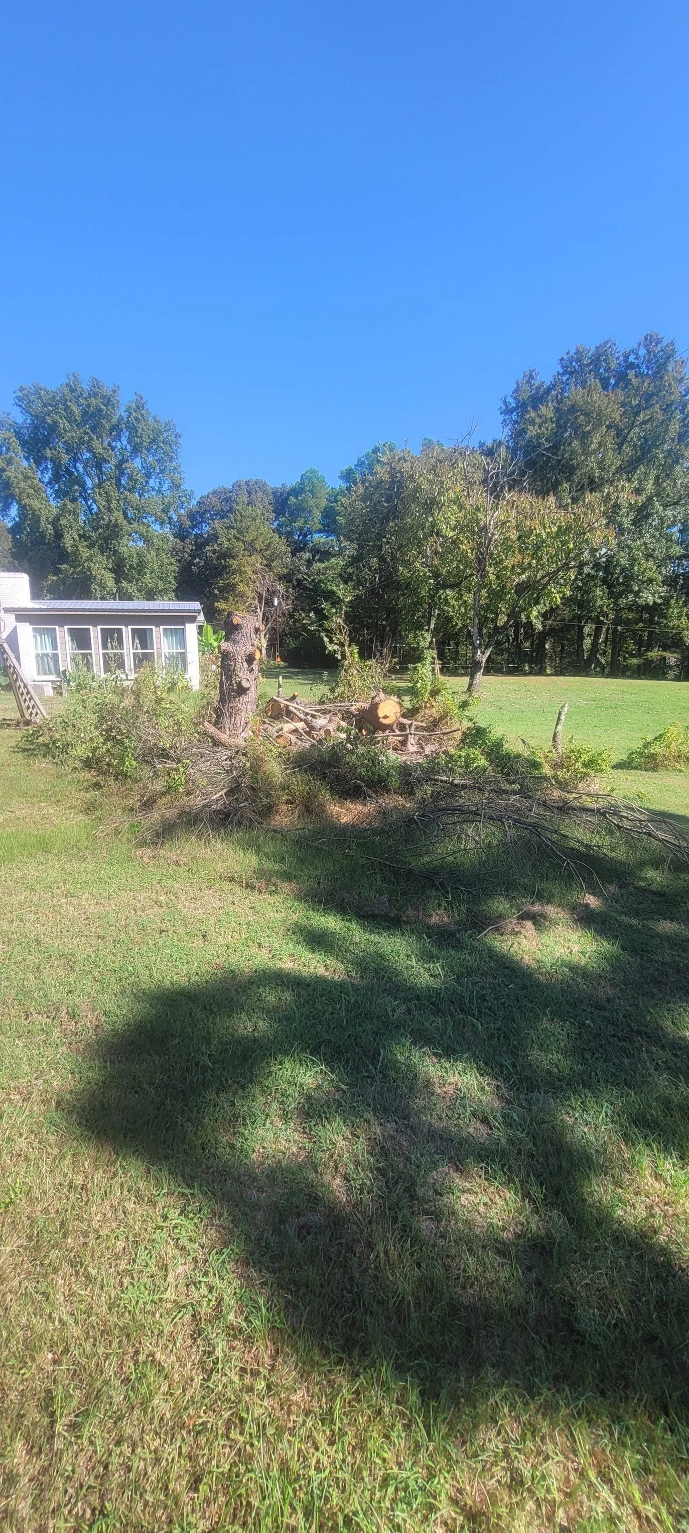 Large pile of tree debris before cleanup in Olive Branch MS.