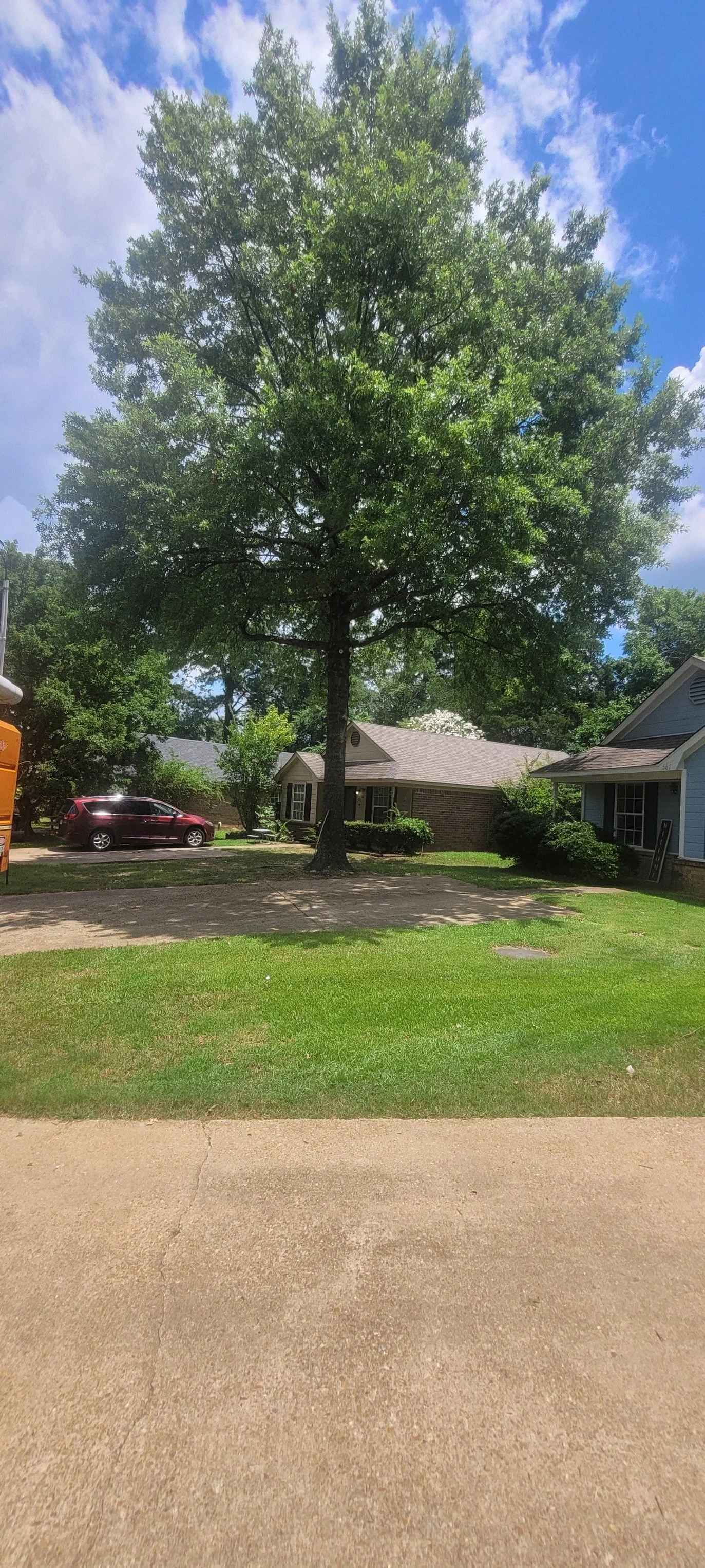 Oak tree after professional trimming in Olive Branch MS.