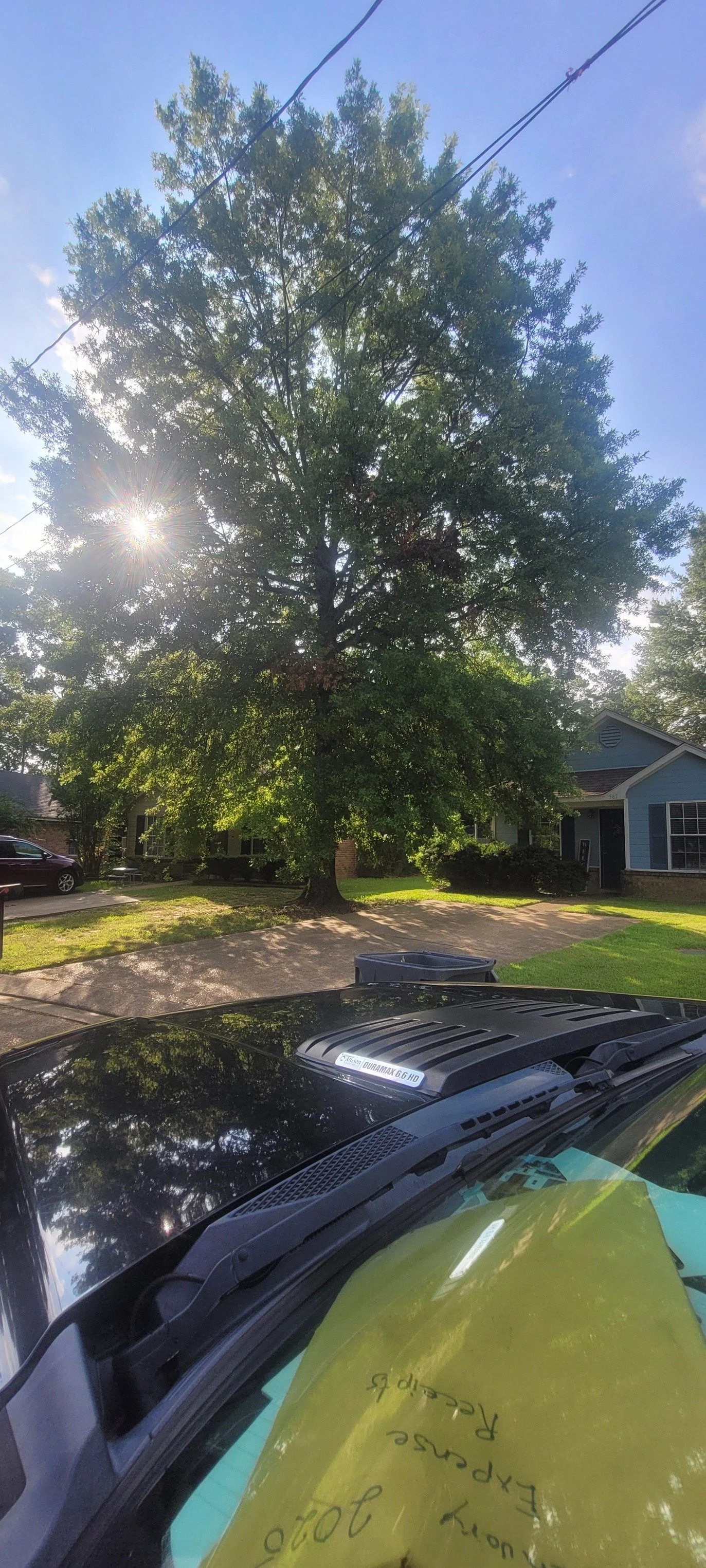 Large oak tree before professional trimming in Olive Branch MS.
