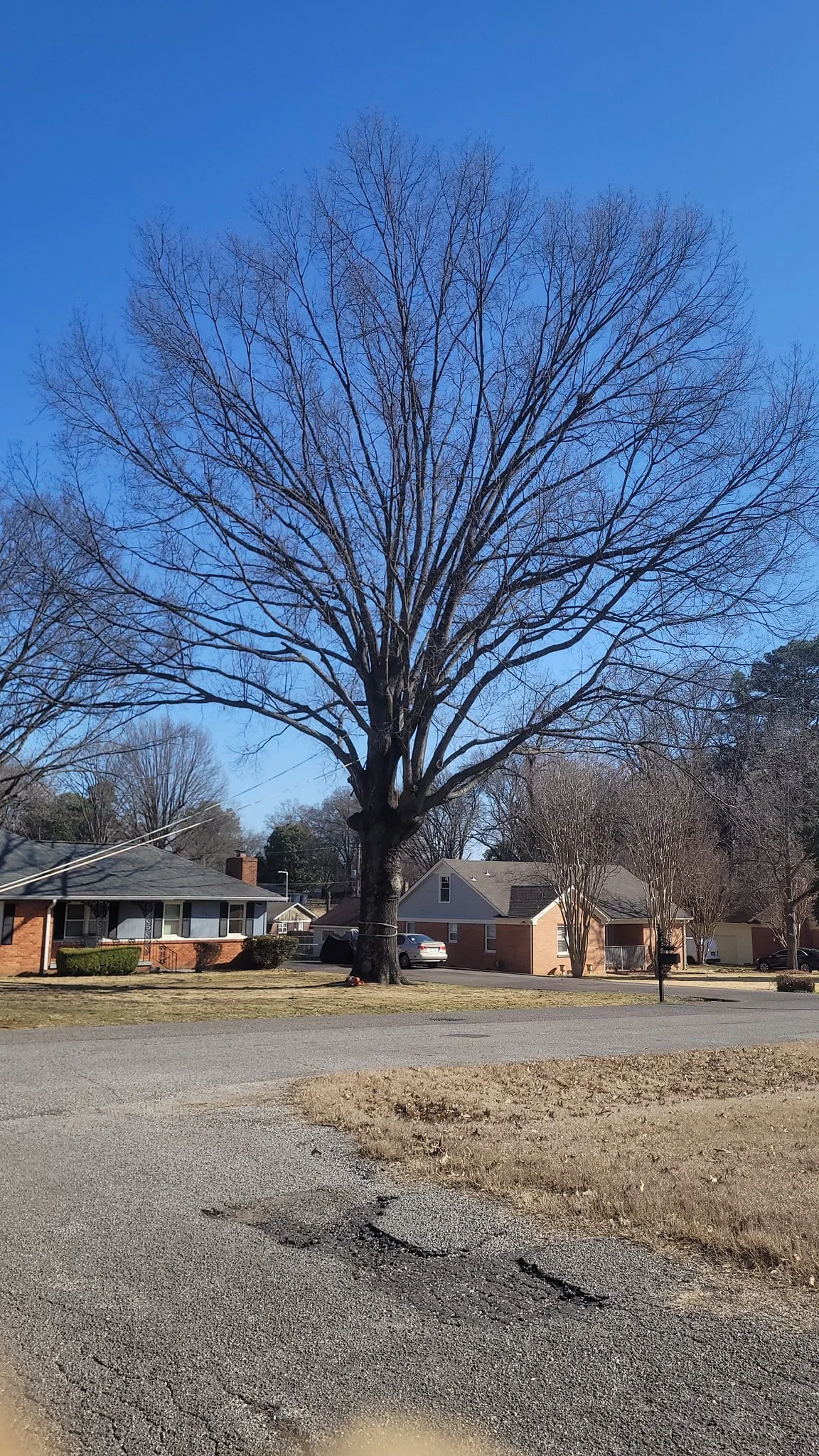 Before photo of a tree removal project in Olive Branch MS.