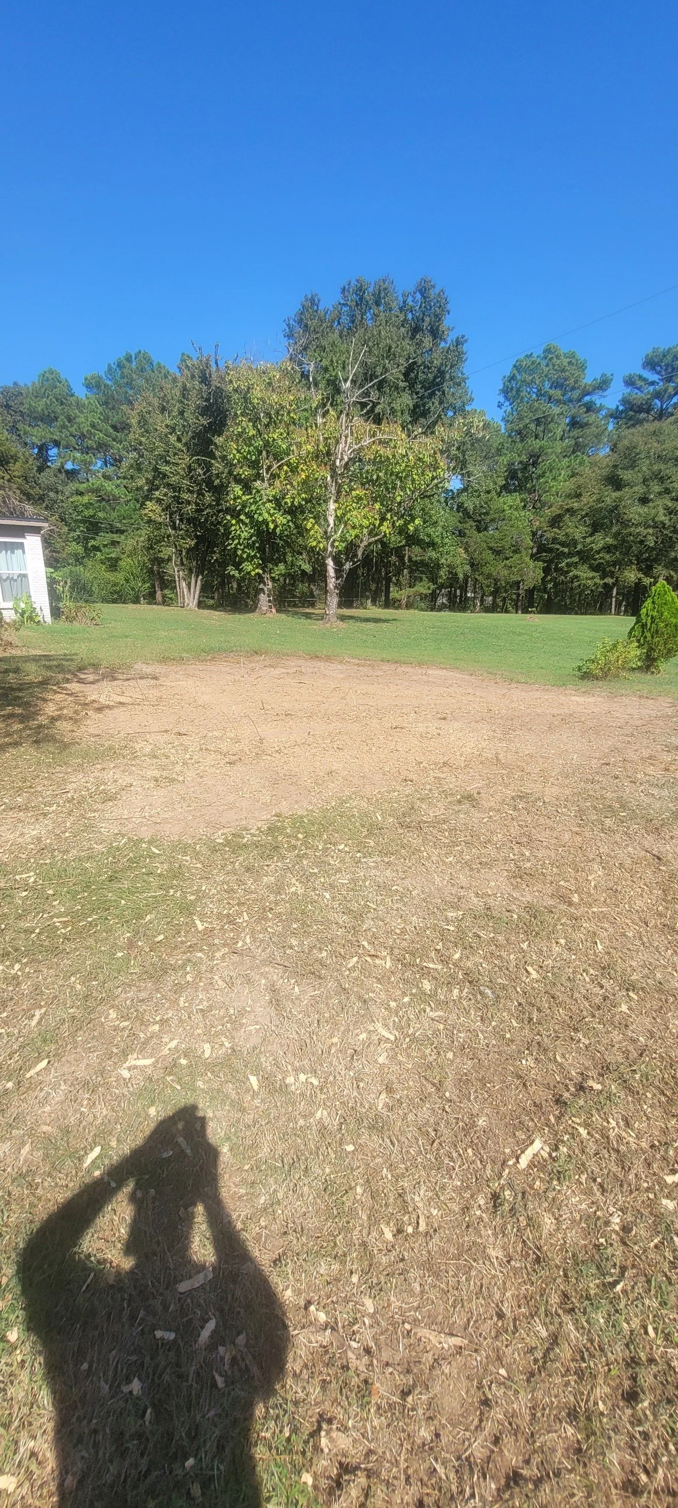 Yard cleared of tree debris after tree service in Olive Branch MS.