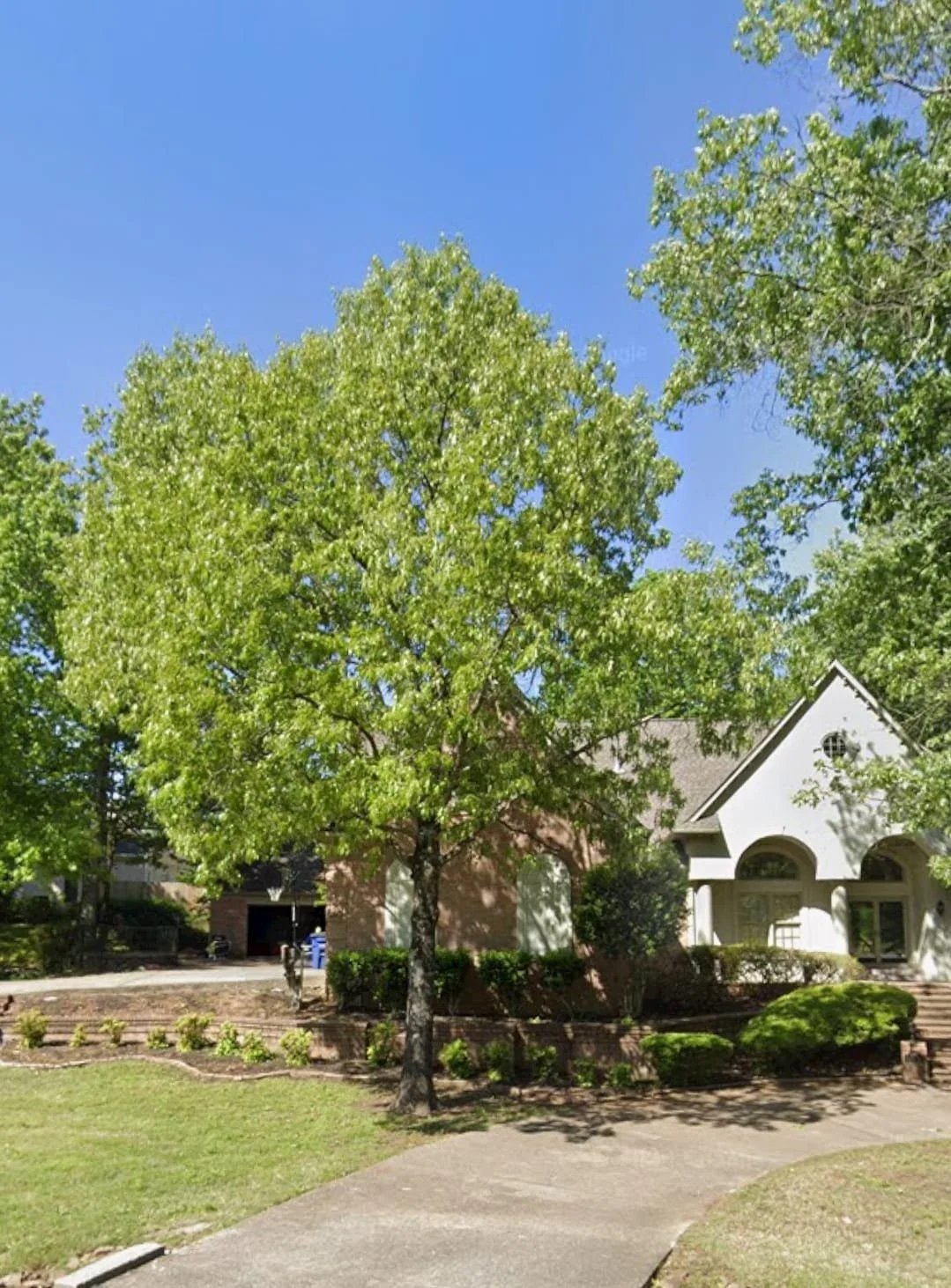 Untrimmed tree with low hanging branches in Olive Branch Mississippi.
