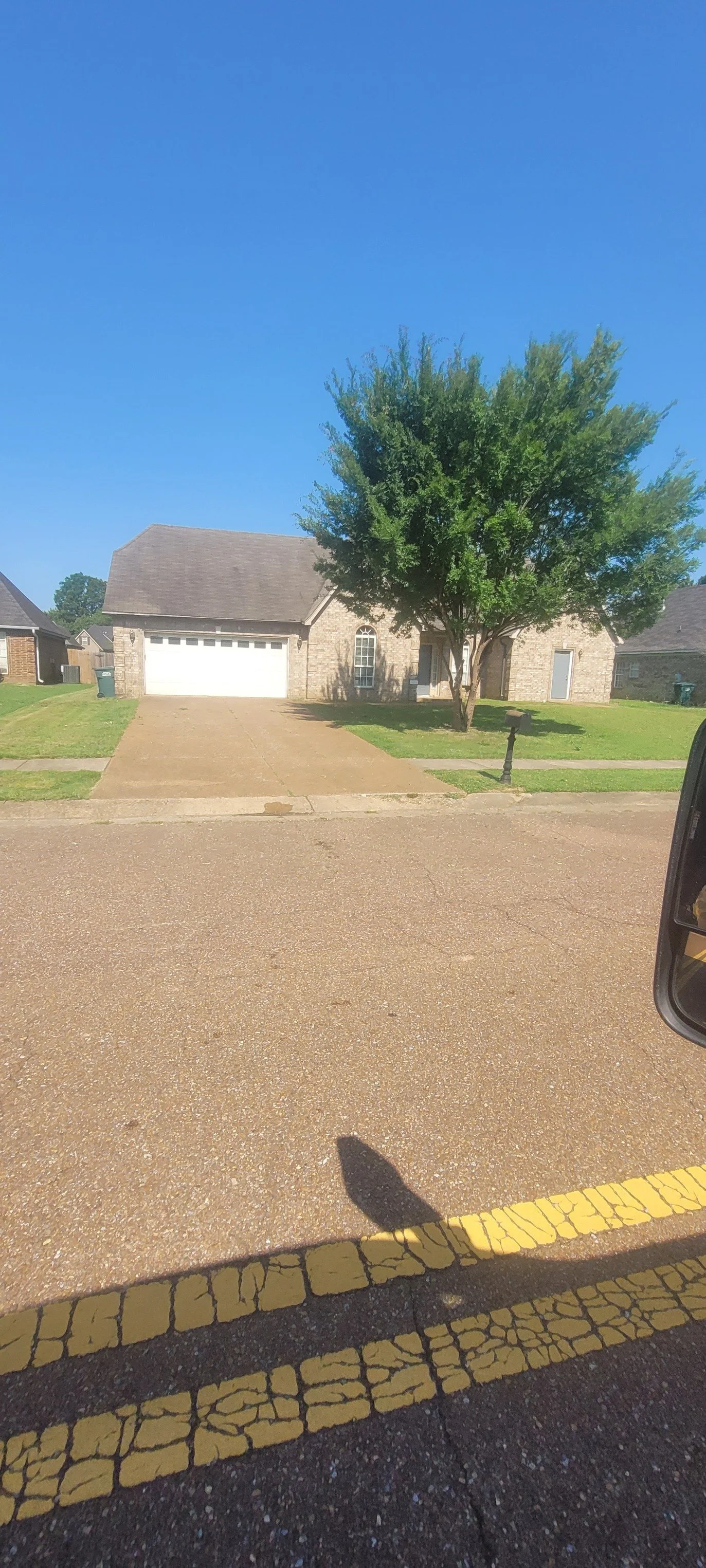Cleanly pruned tree with healthy branches in Olive Branch Mississippi.