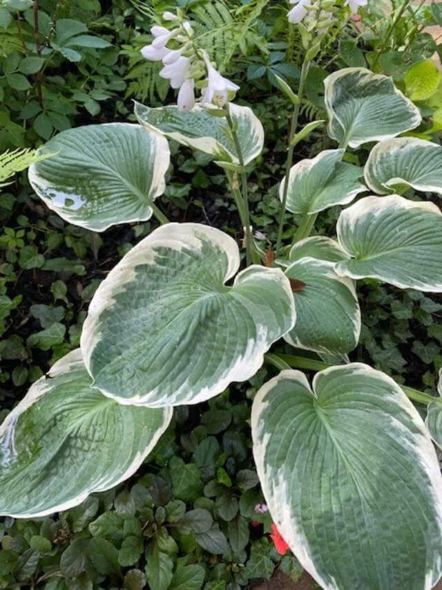 Hosta