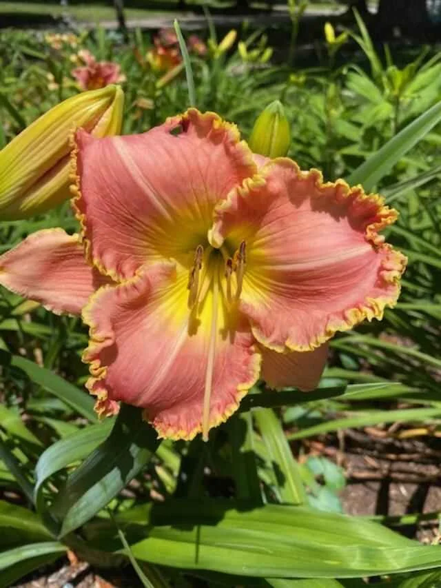 Monthly Meeting – June 2026