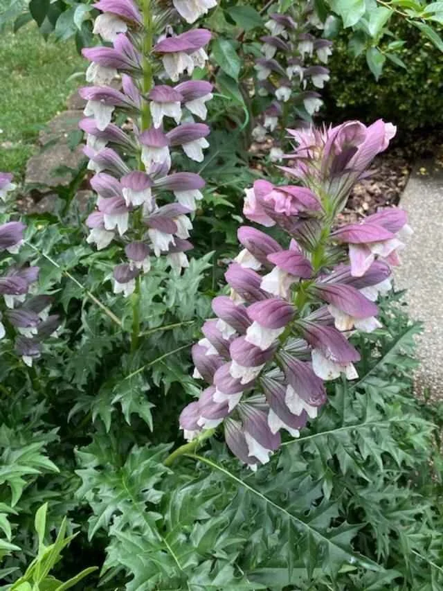 Monthly Meeting – July 2026