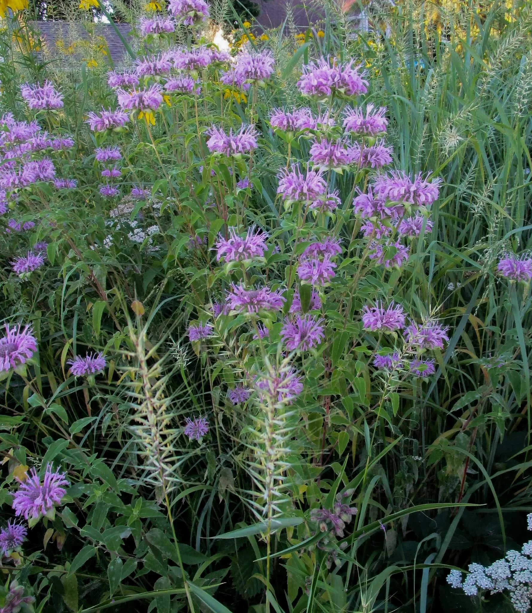 Monthly Meeting – September 2026