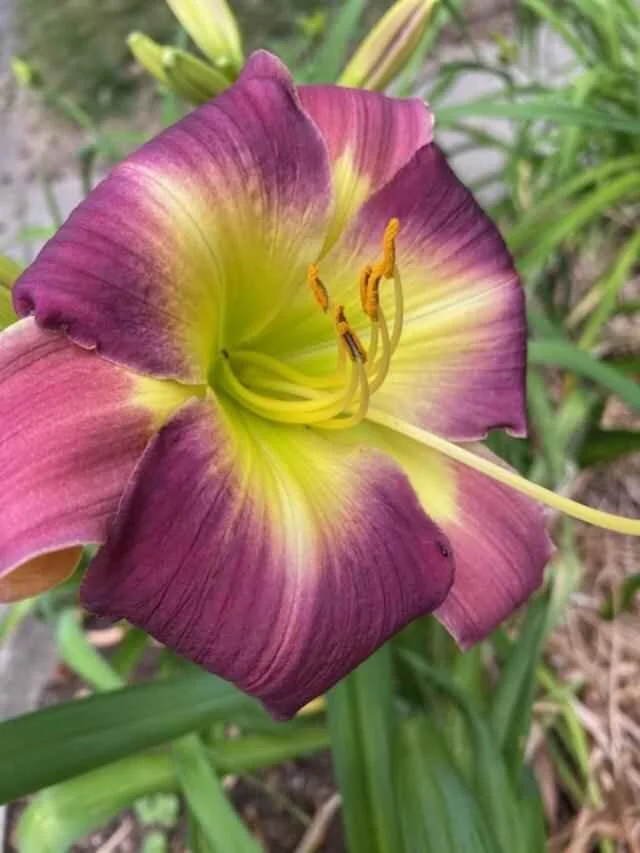 Day Lily