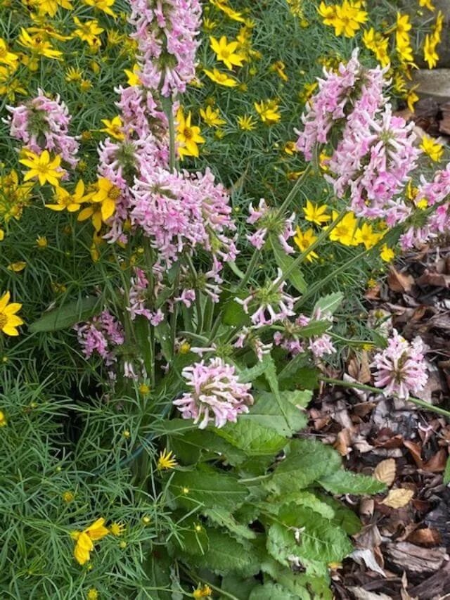 Pink and Yellow Flowers Website.jpg
