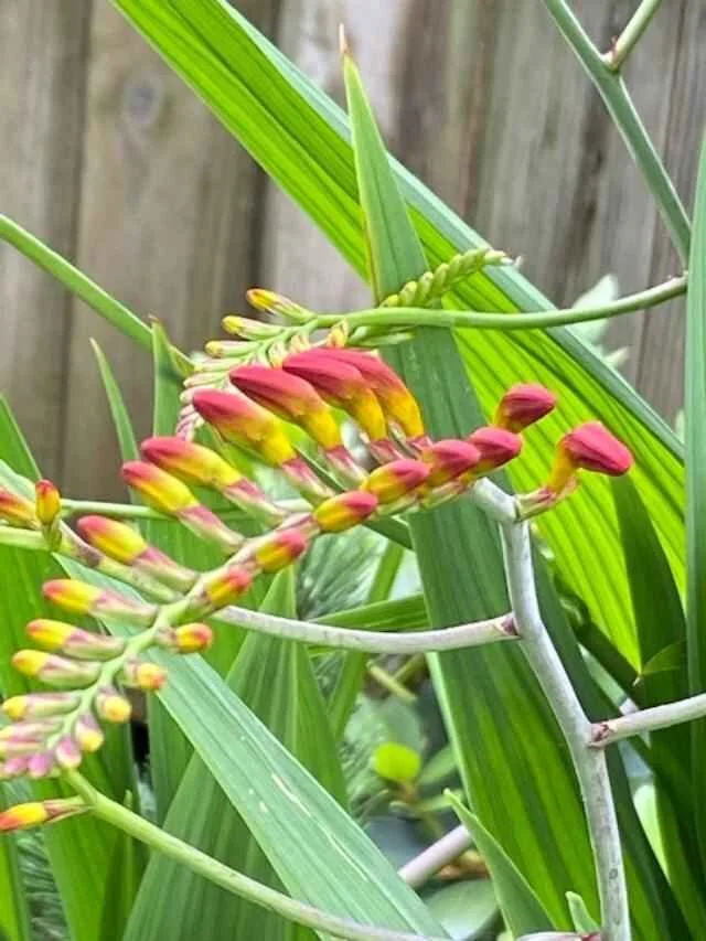 Crocosmia
