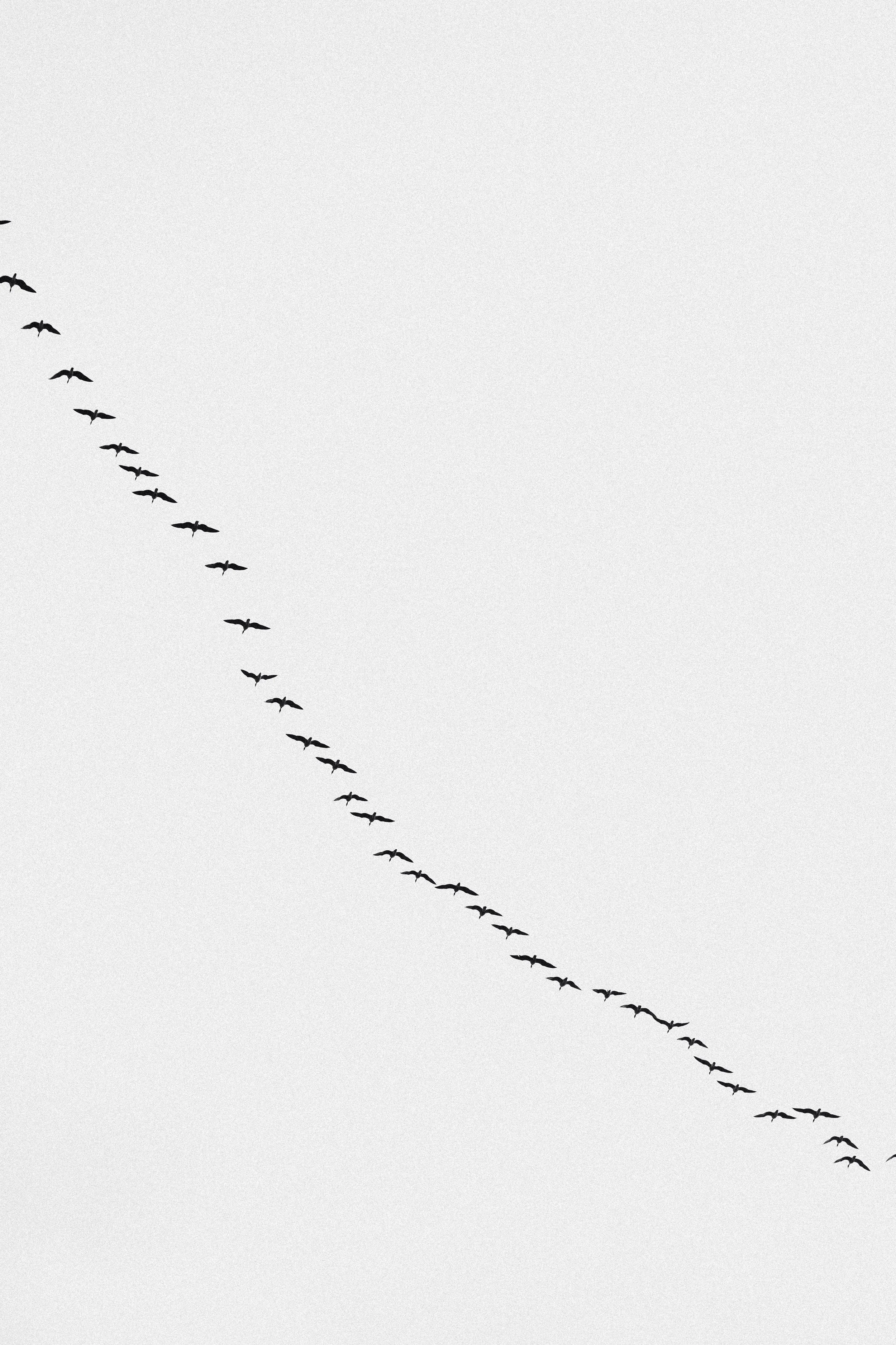 DogWalk_Scotland13 (1).jpeg