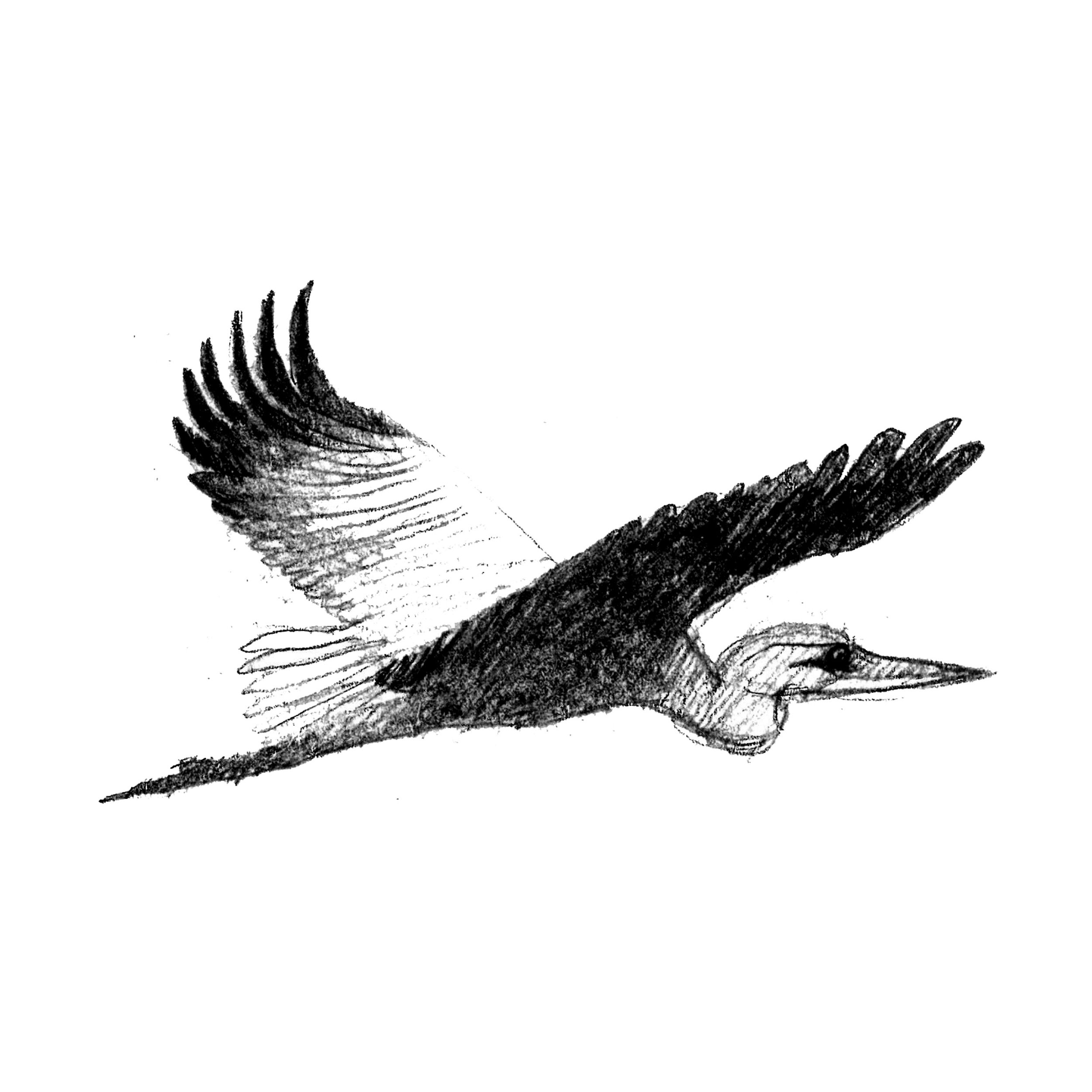 Black ink sketches of fish tails or fins on white background.