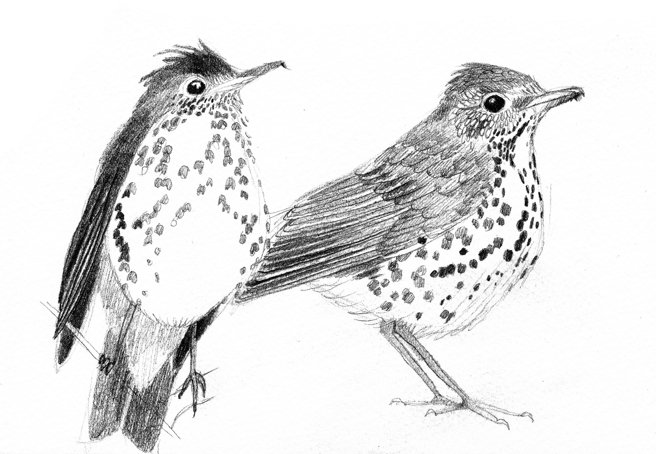 A black and white sketch of two birds perched on a branch, with detailed feathers and distinctive markings.