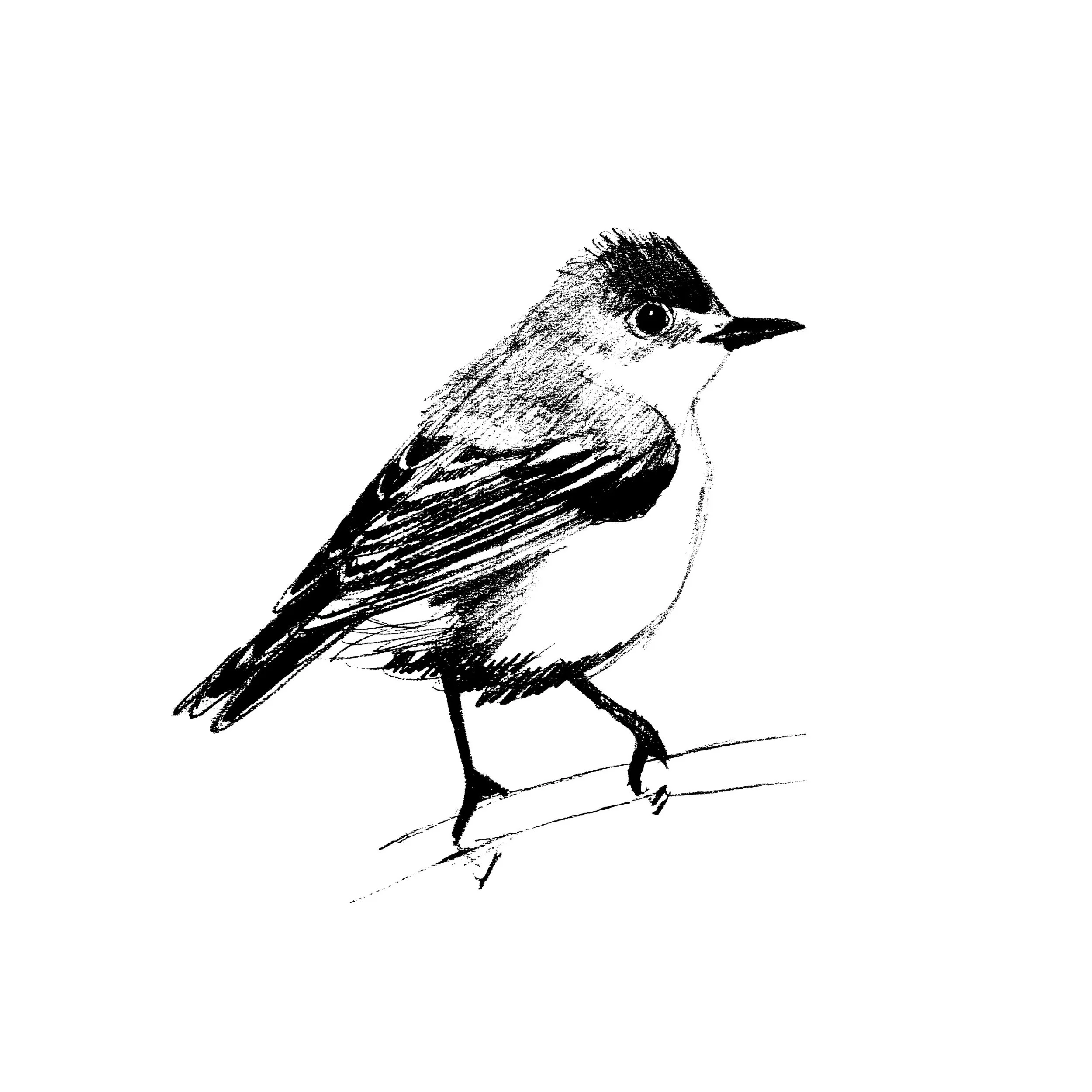 A black and white sketch of a small bird, possibly a sparrow, standing on a flat surface with its body turned to the right and head slightly facing the viewer.