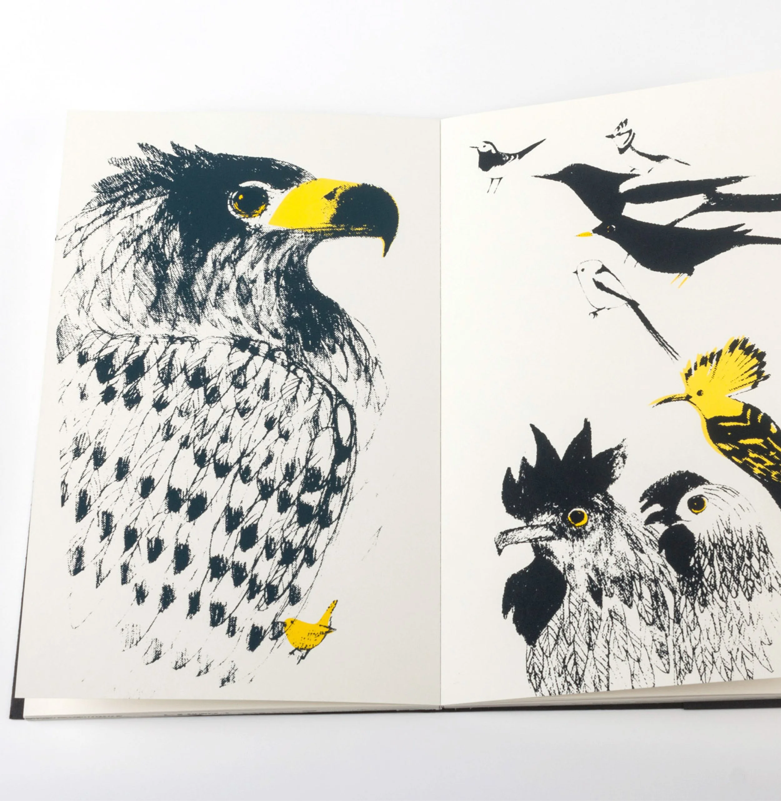 Black and white illustration of an eagle's head on the left page and several smaller birds on the right page, with some yellow accents.