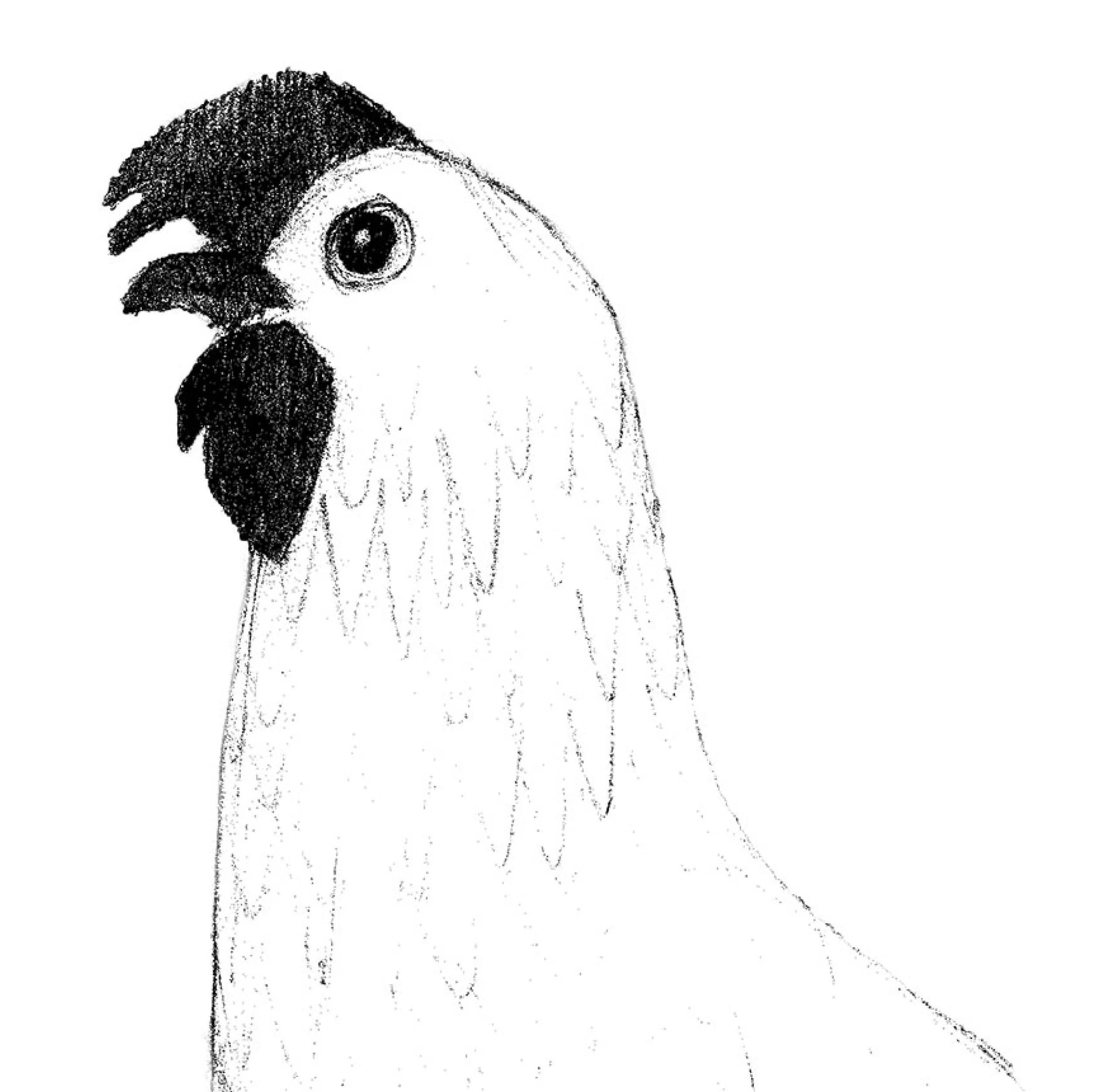 A sketched image of a cartoon chicken with a large eye, comb and beak, seen from the side.