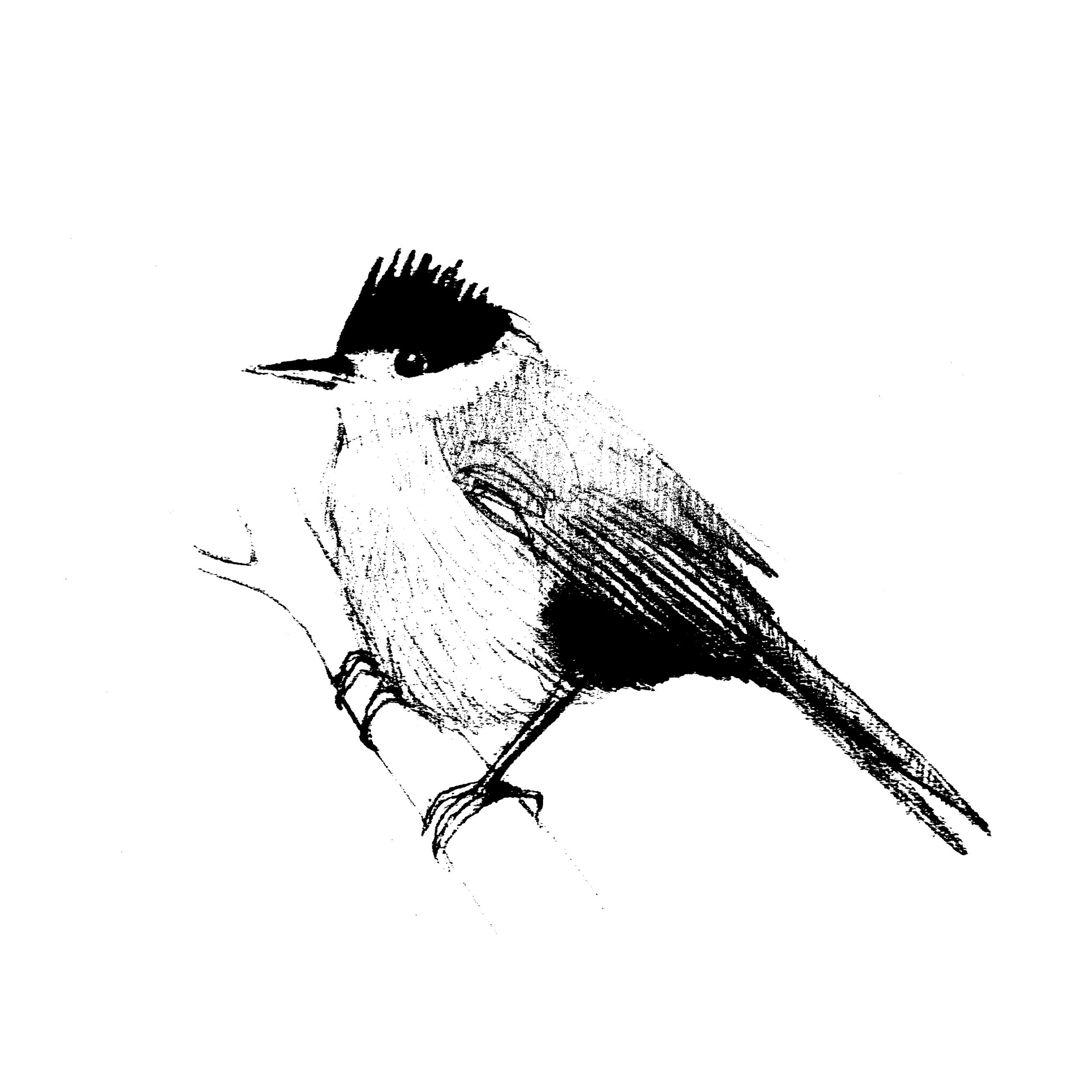 A black and white artistic illustration of a woodpecker bird perched on a branch, facing left, with detailed feathers and a prominent crest.