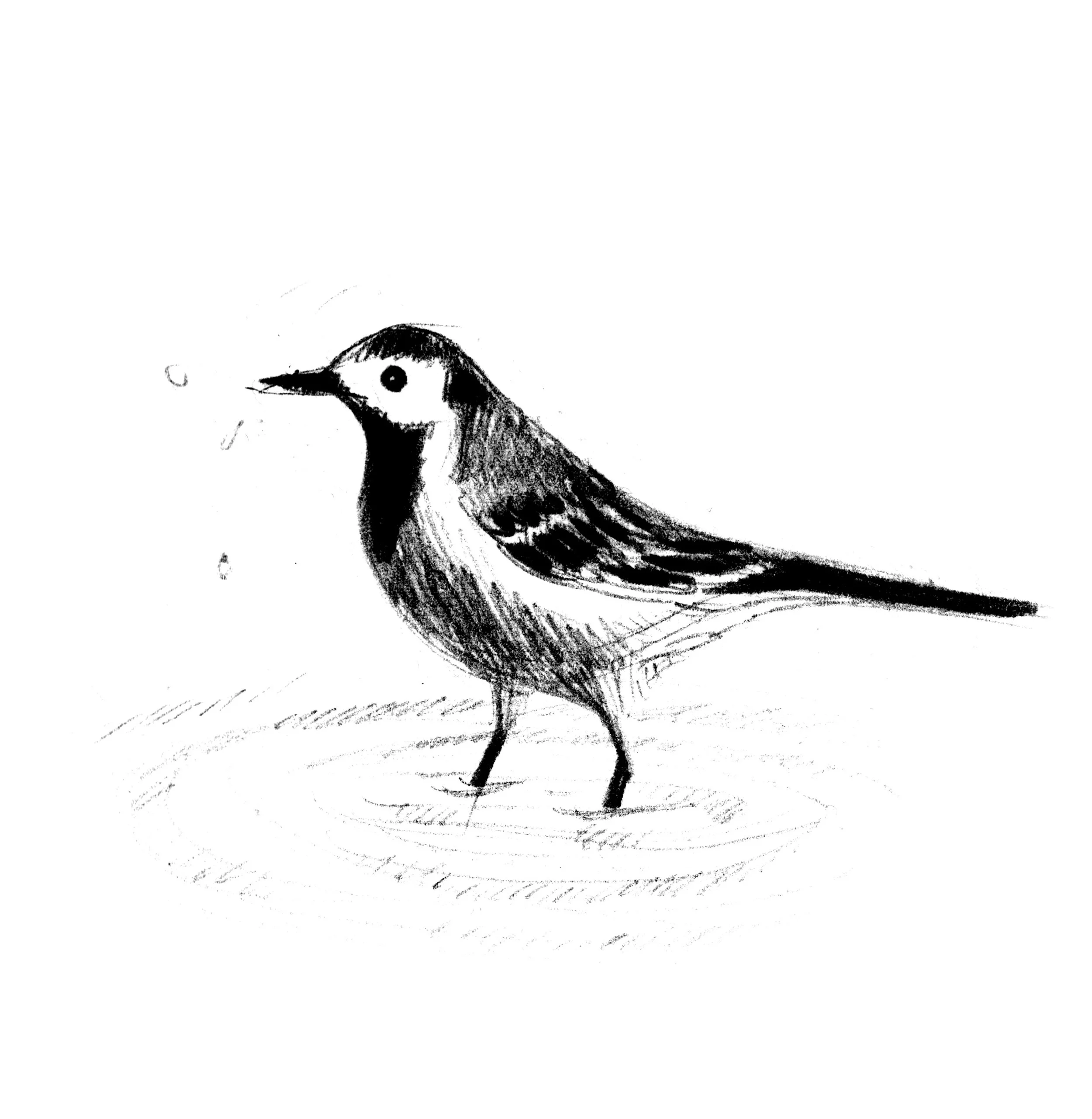 Black and white sketch of a bird, possibly a woodpecker, perched on the ground with its head turned slightly to the left.